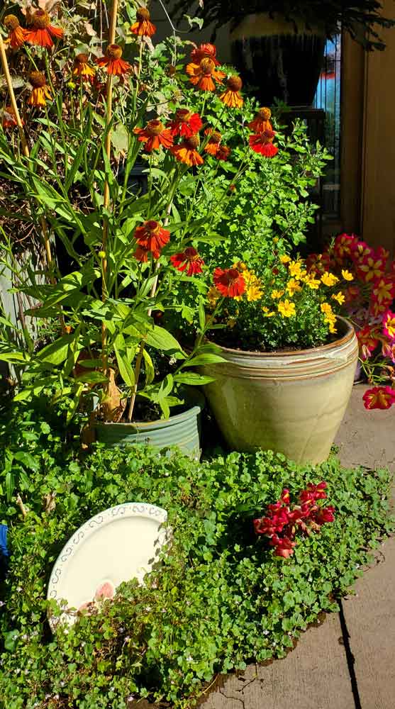 Helenium at the front porch