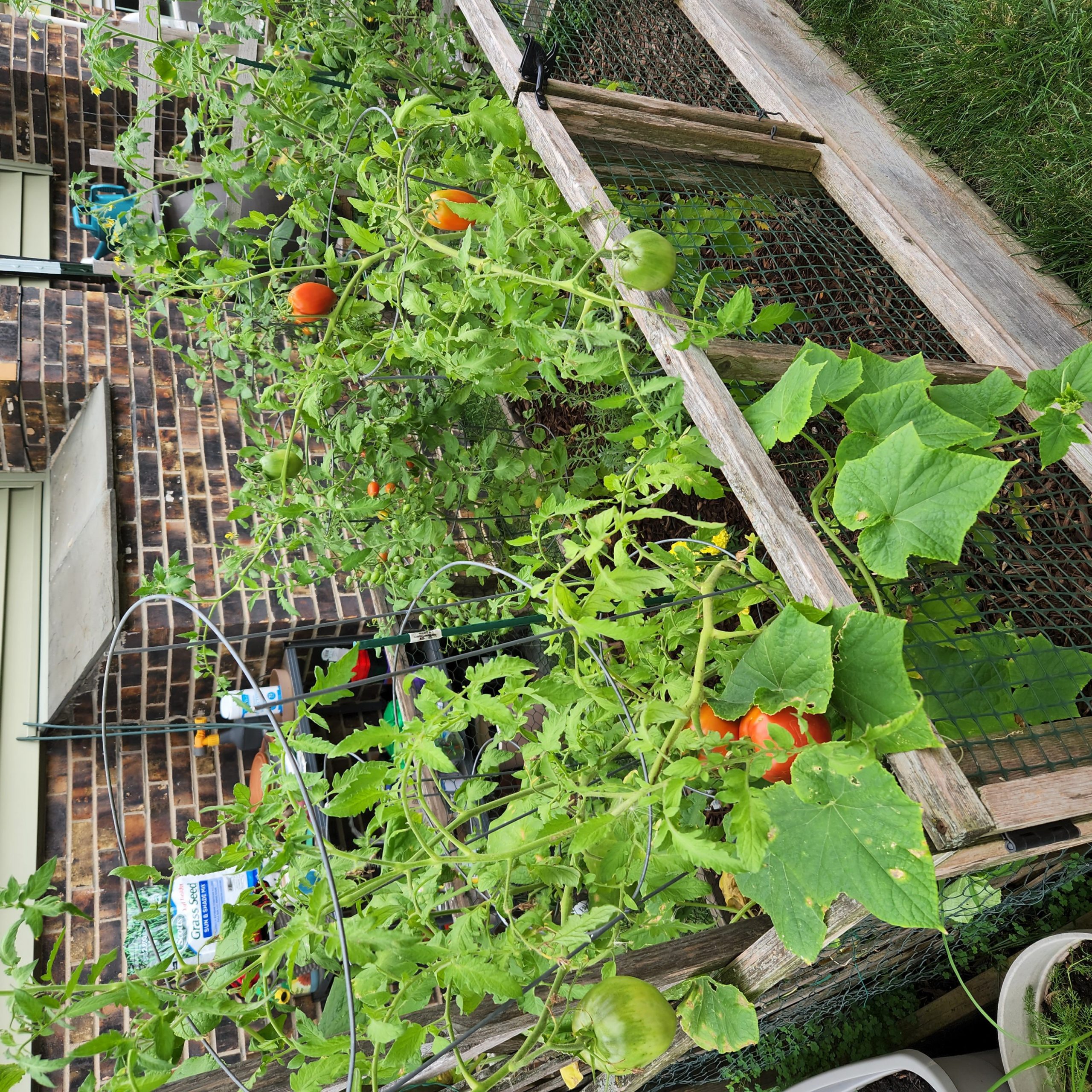 vegetables in full bloom