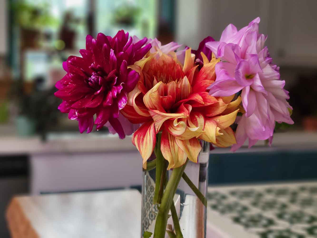 Lovely Dahlias