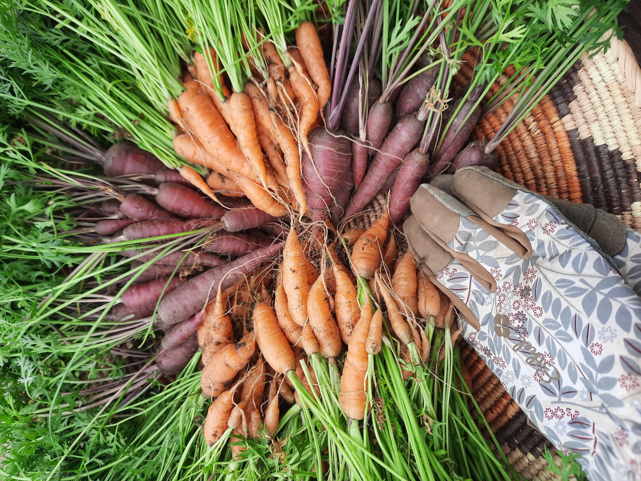 Carrot harvest!