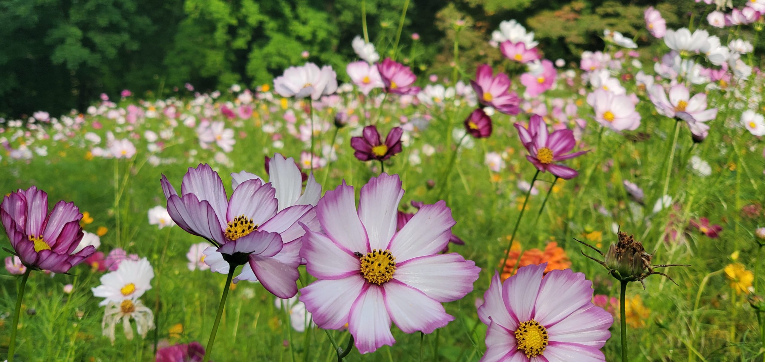 My wild flower pasture