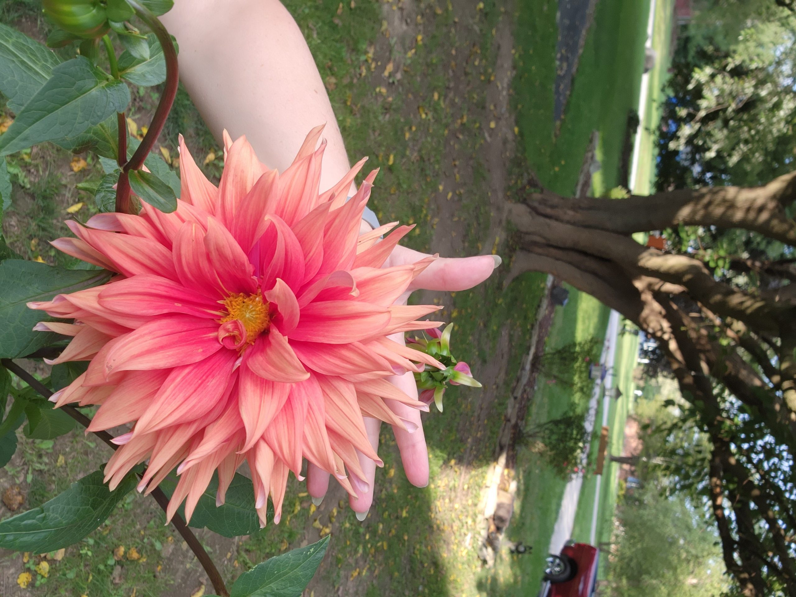 Beautiful Dinnerplate Dahlia