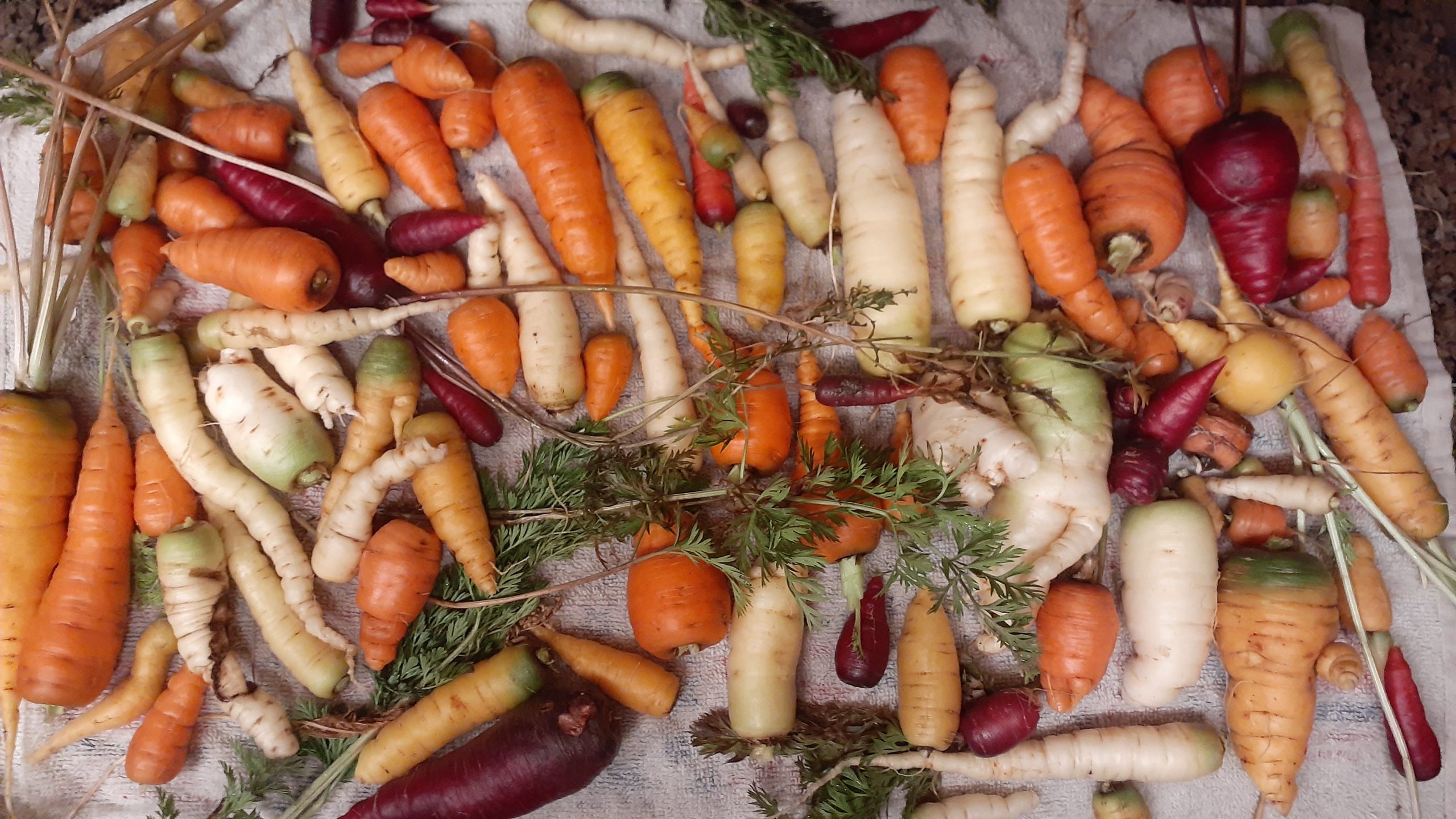 Thanksgiving harvested carrots