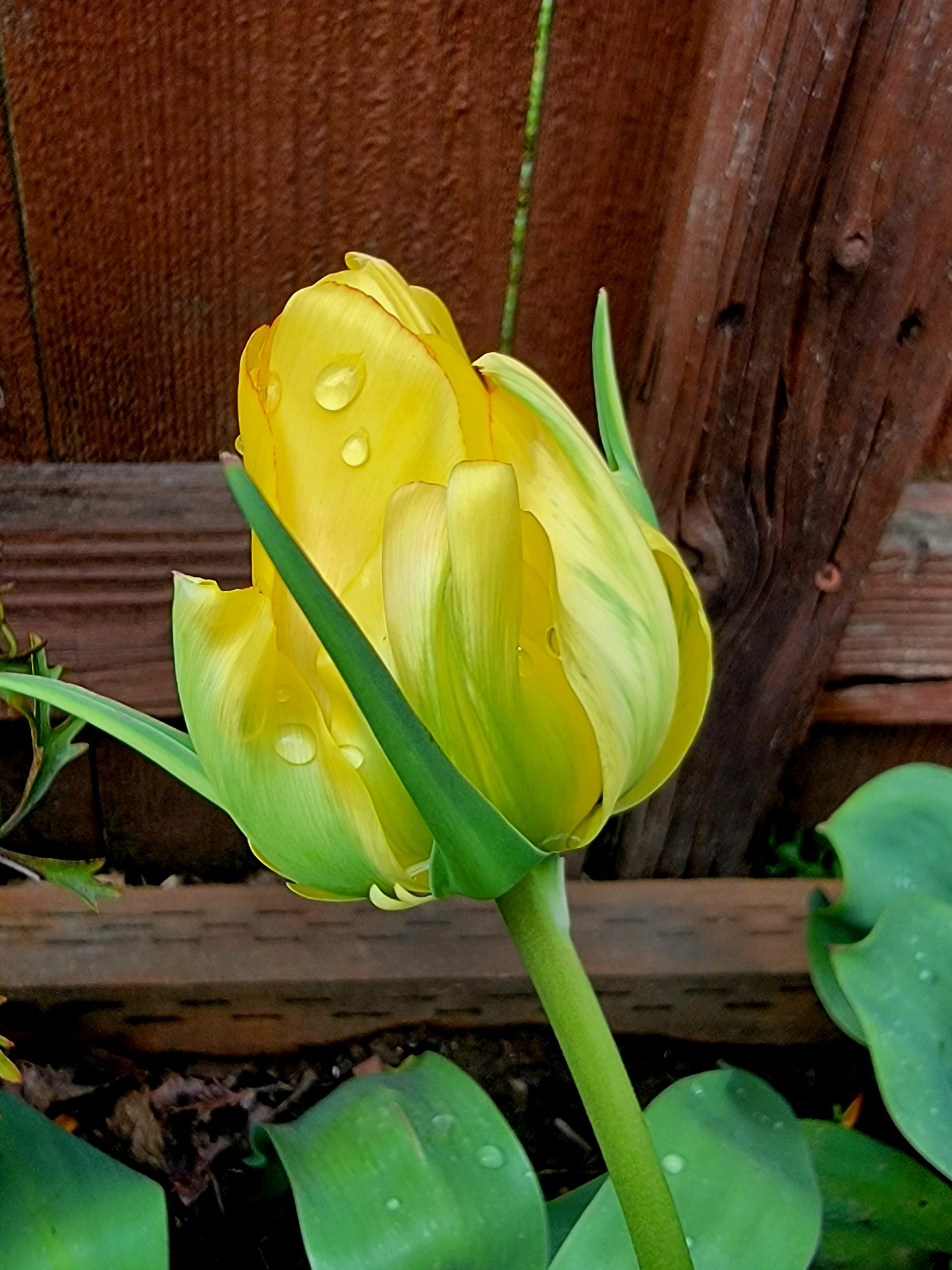 Yellow Tulip