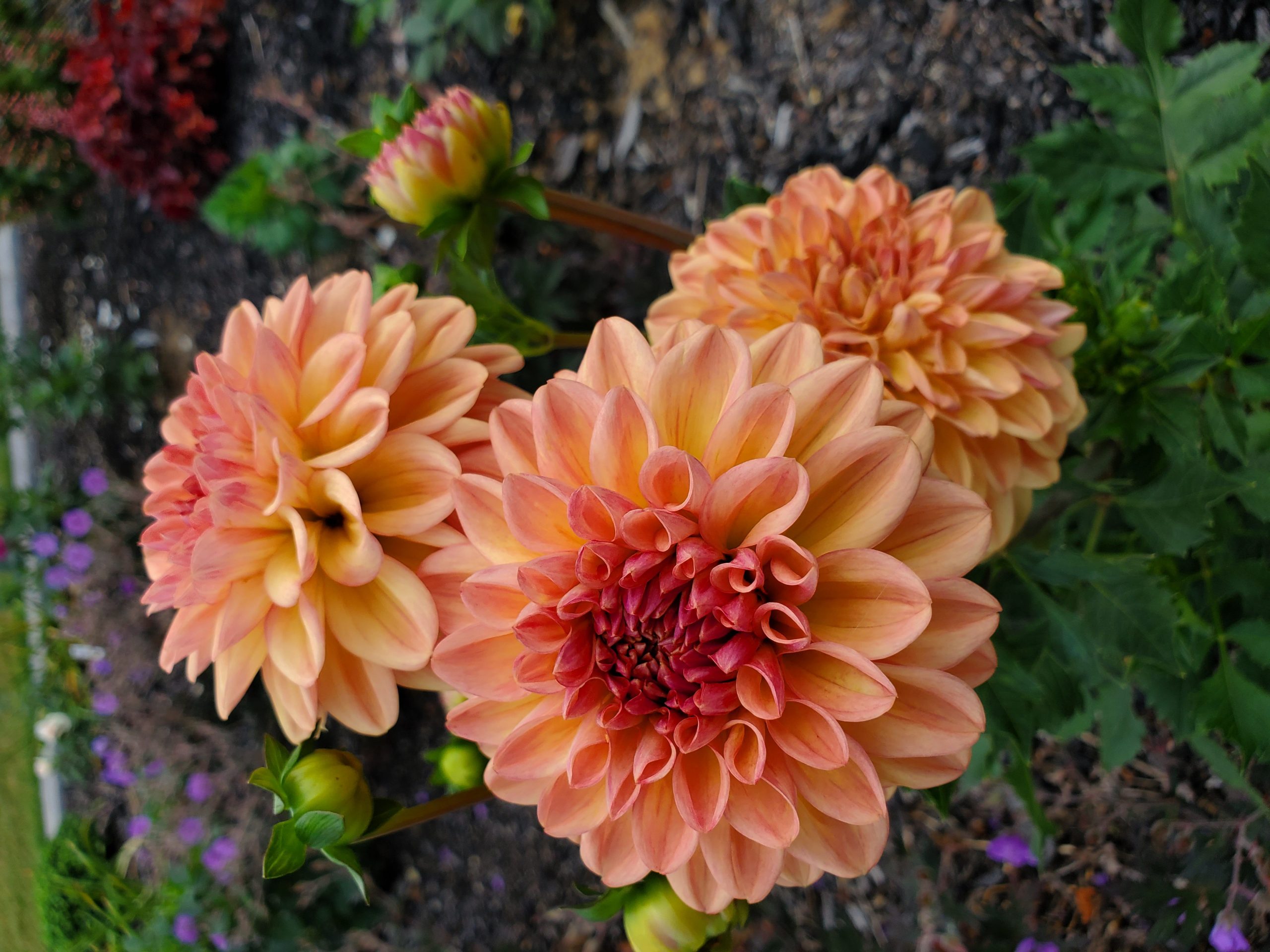 Dahlias in bloom