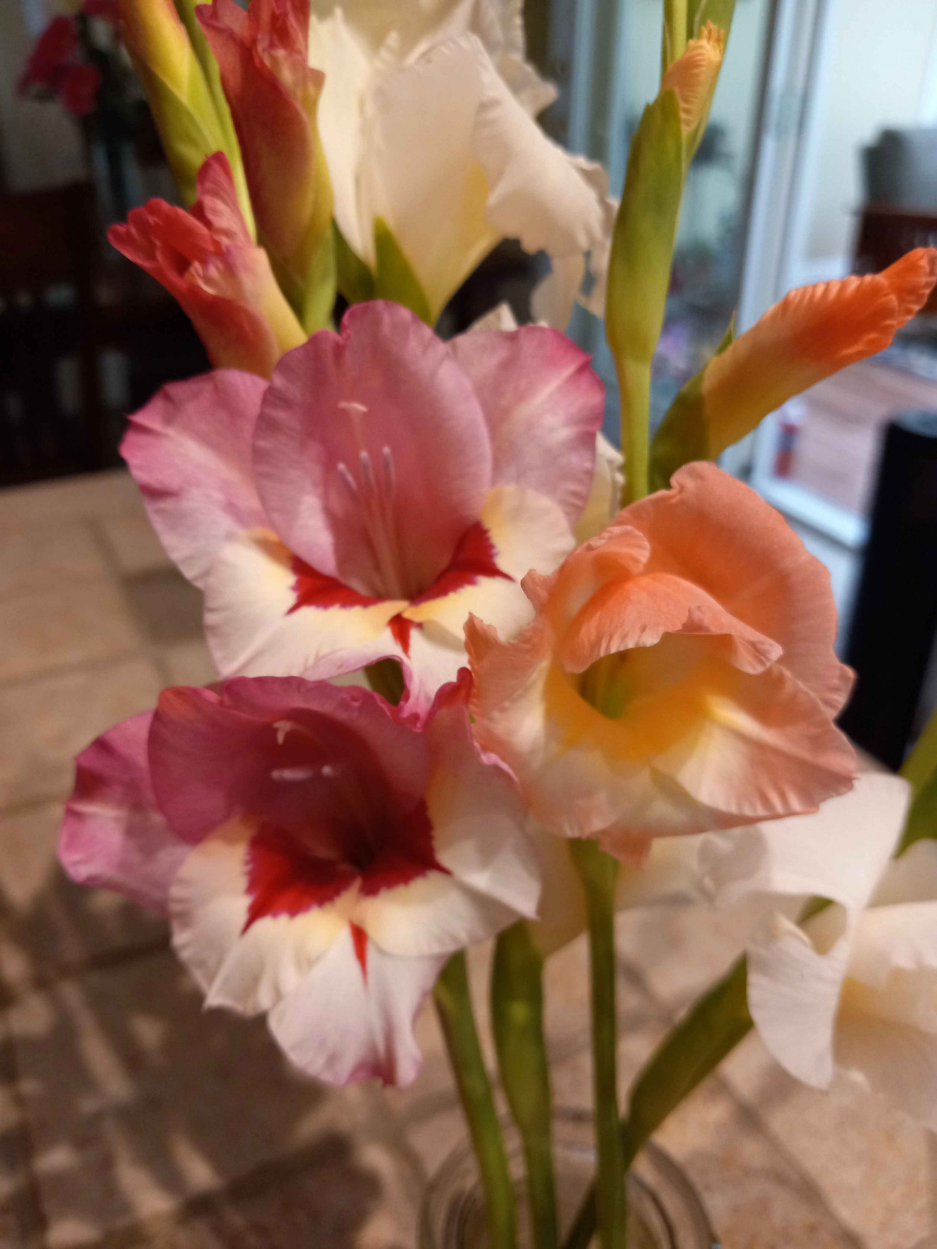 Gladiolus