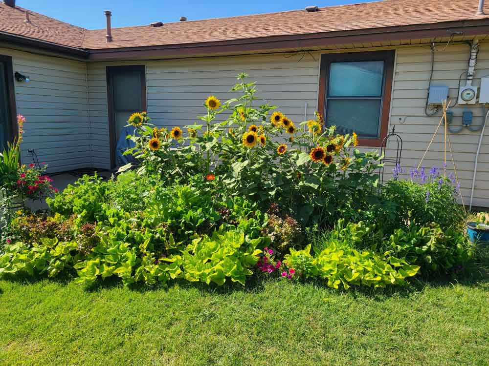 Sunflowers just soaking up the sun.