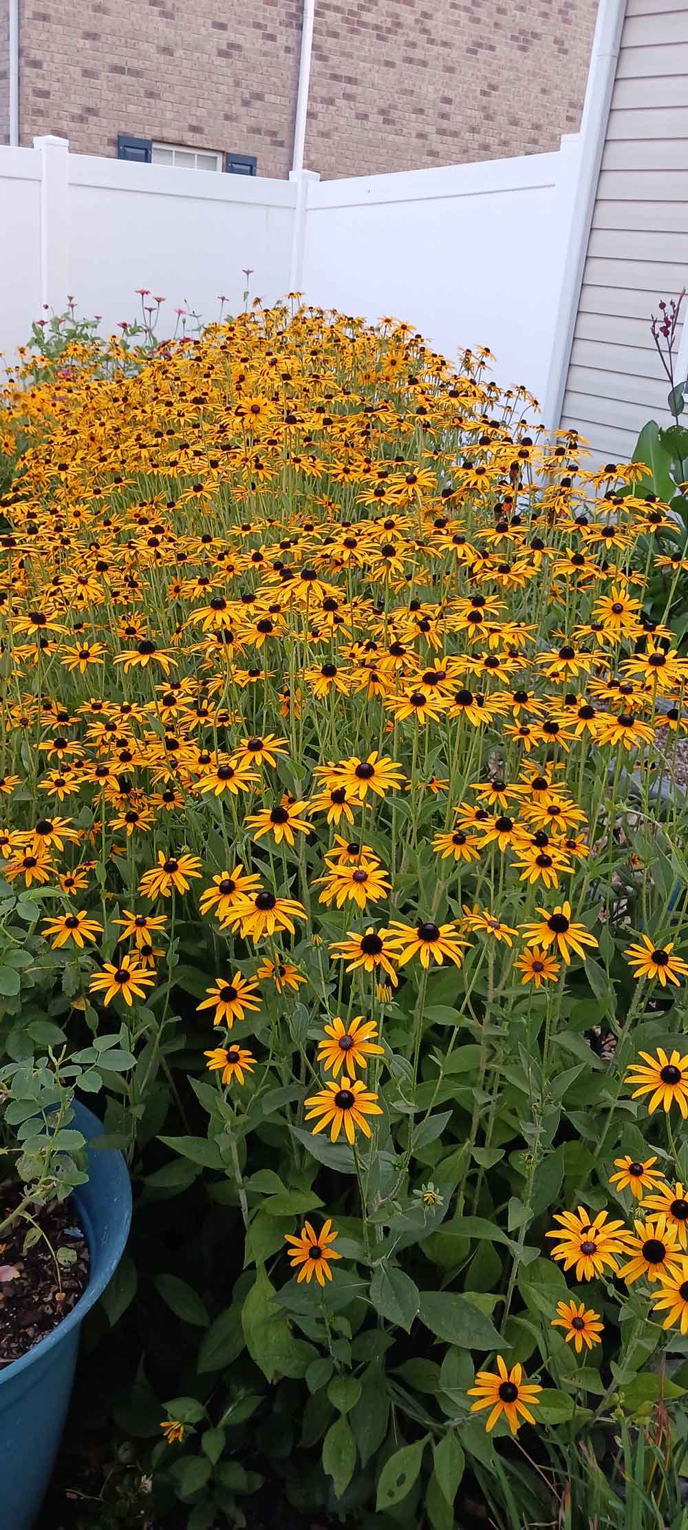 Field of black eyes susans