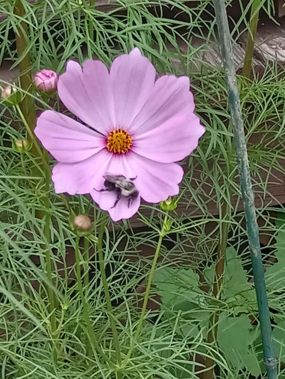 Bee Utiful cosmos