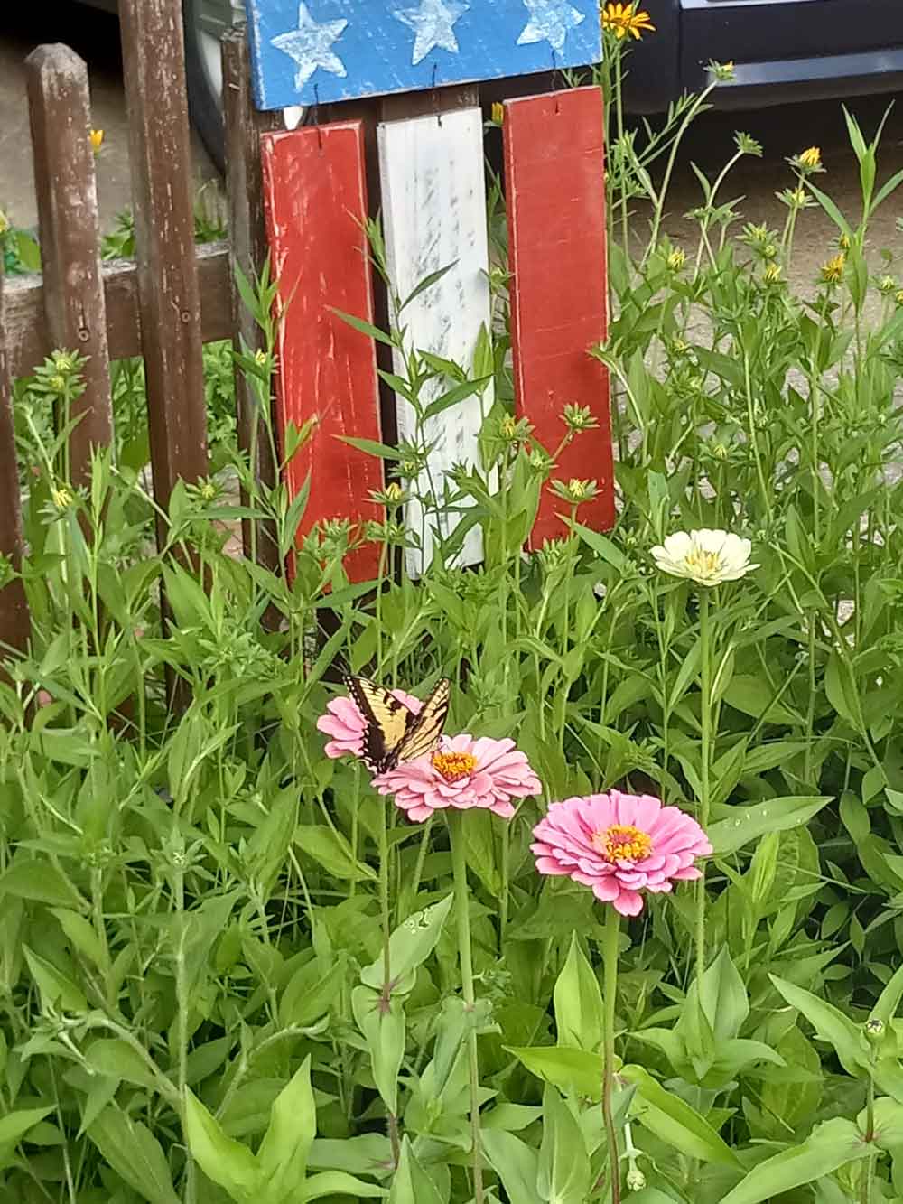 butterfly on zinnia