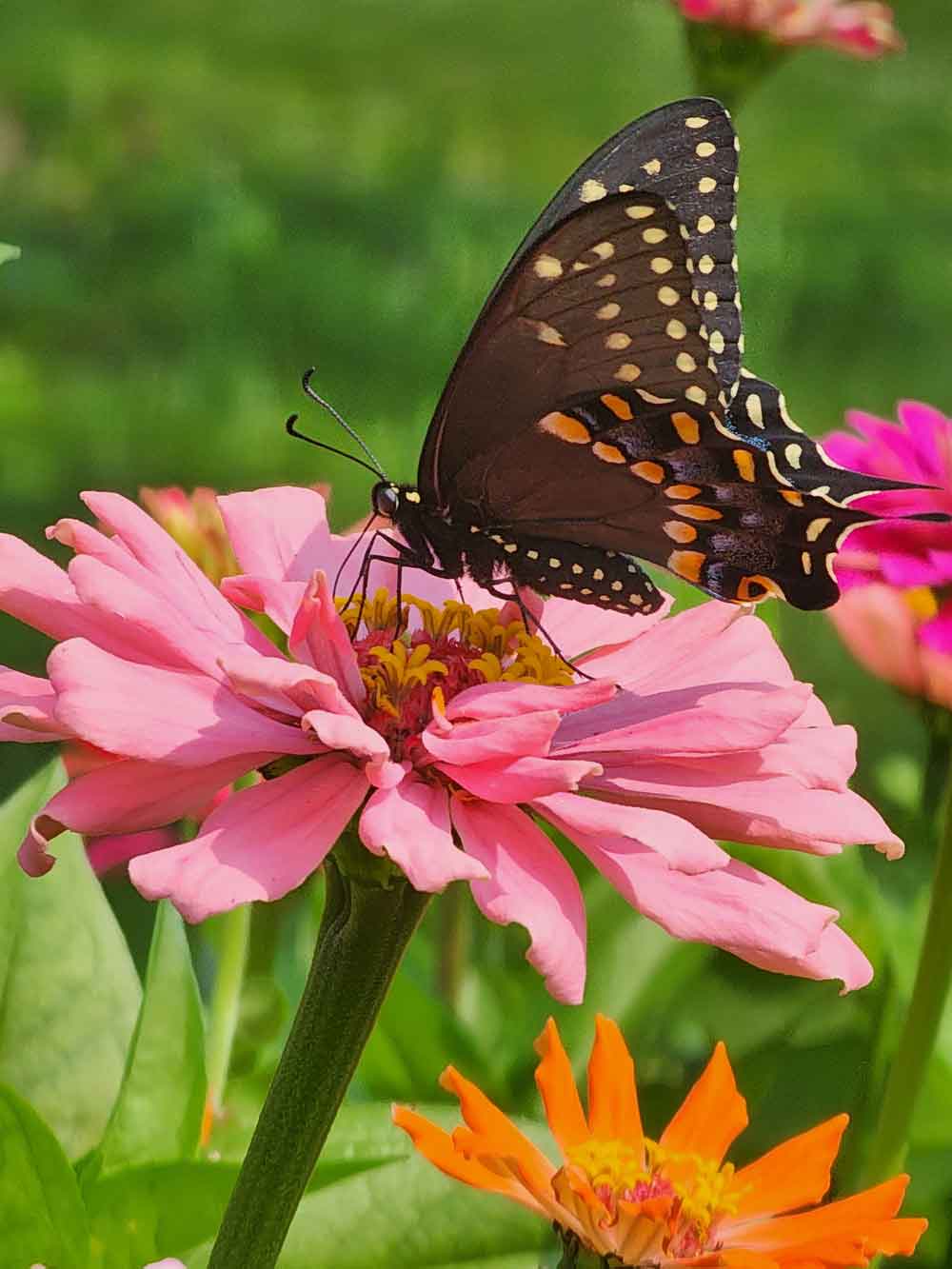 Butterfly Lunch!