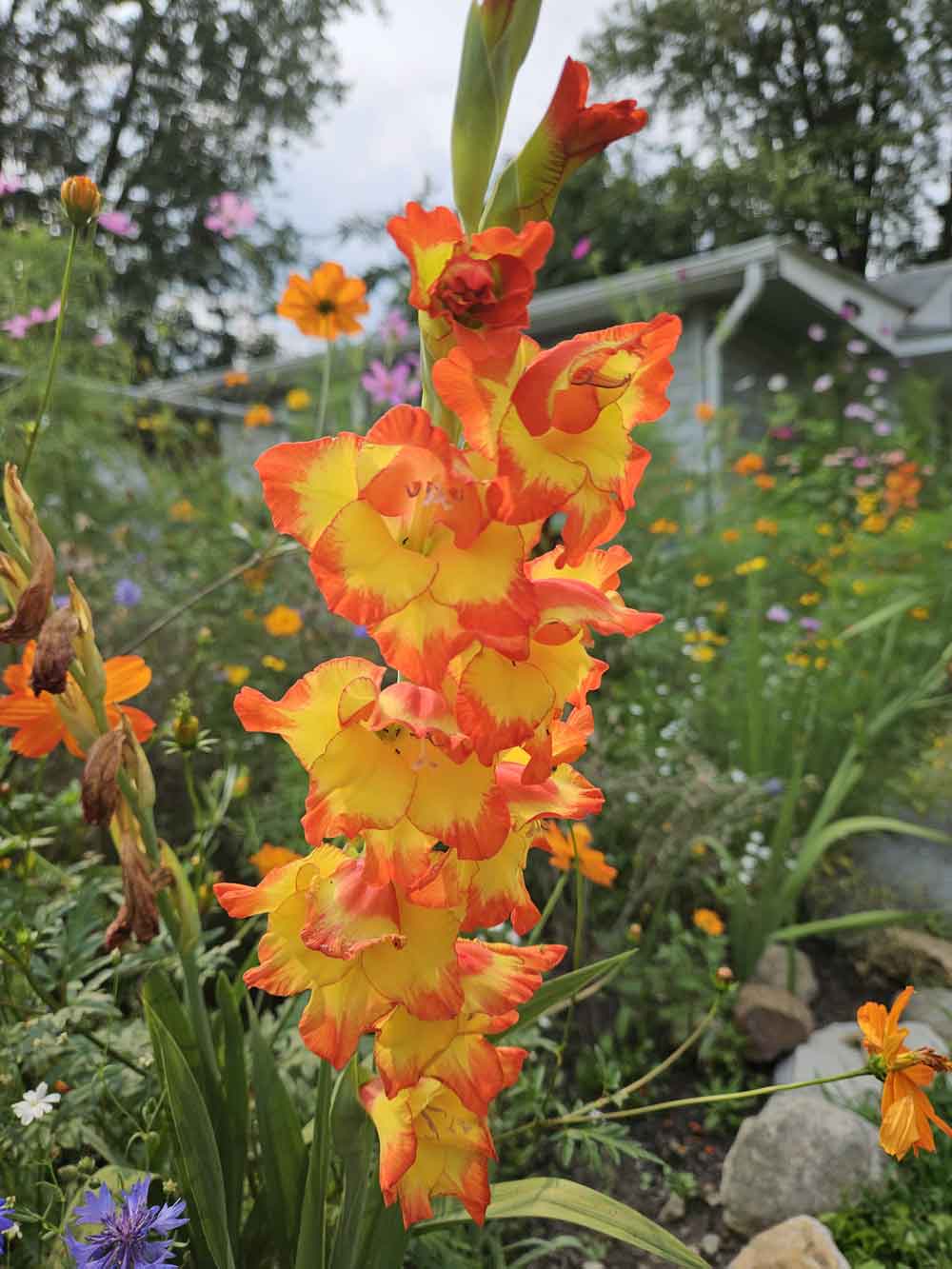 Gladiolus and wildflowers