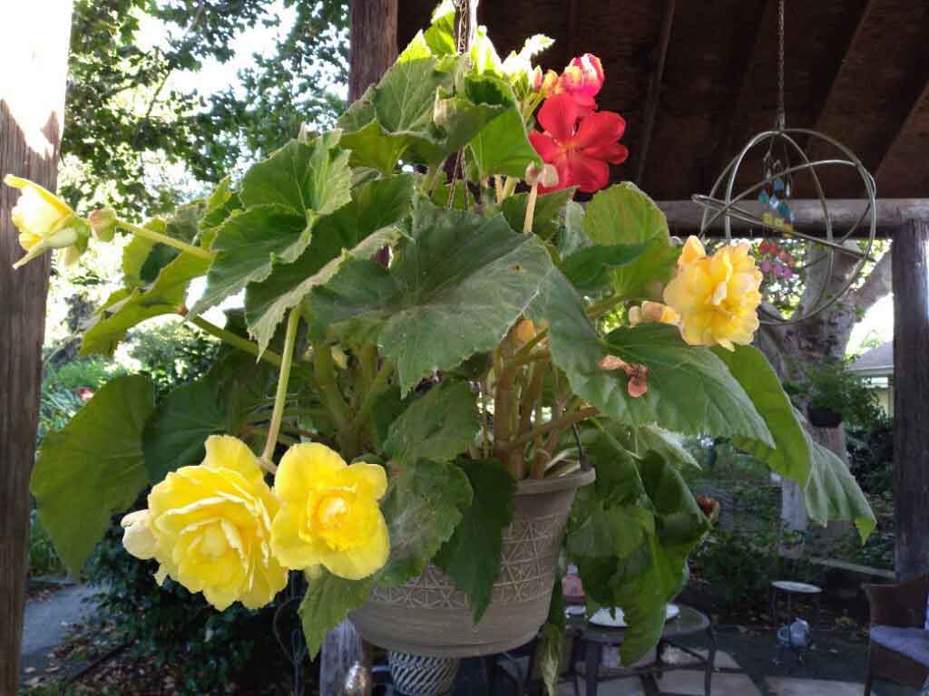 tuberous begonia roseform mix