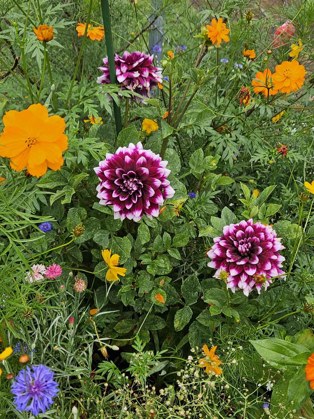 My sunny flower patch