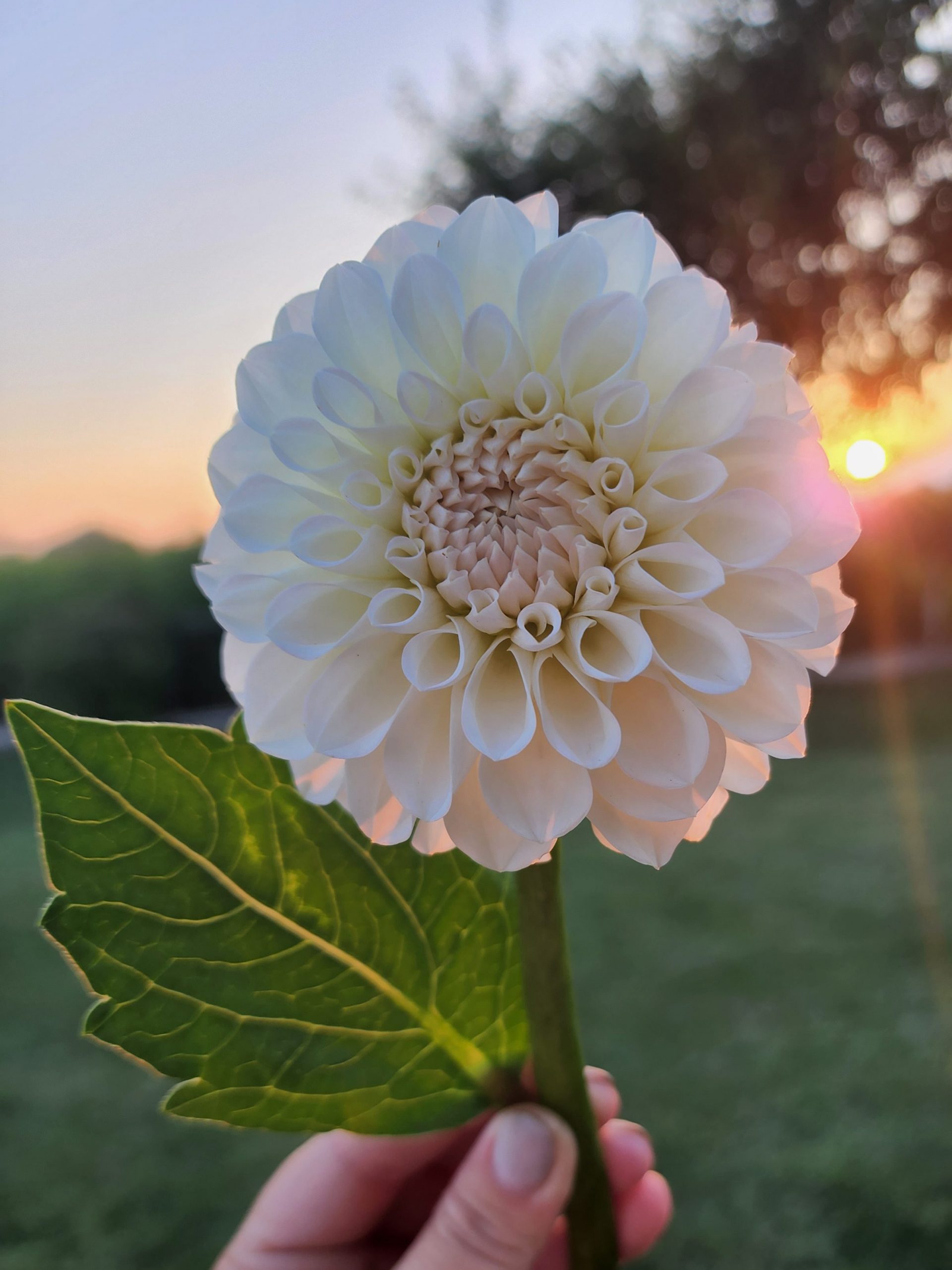 White ball Dahlia