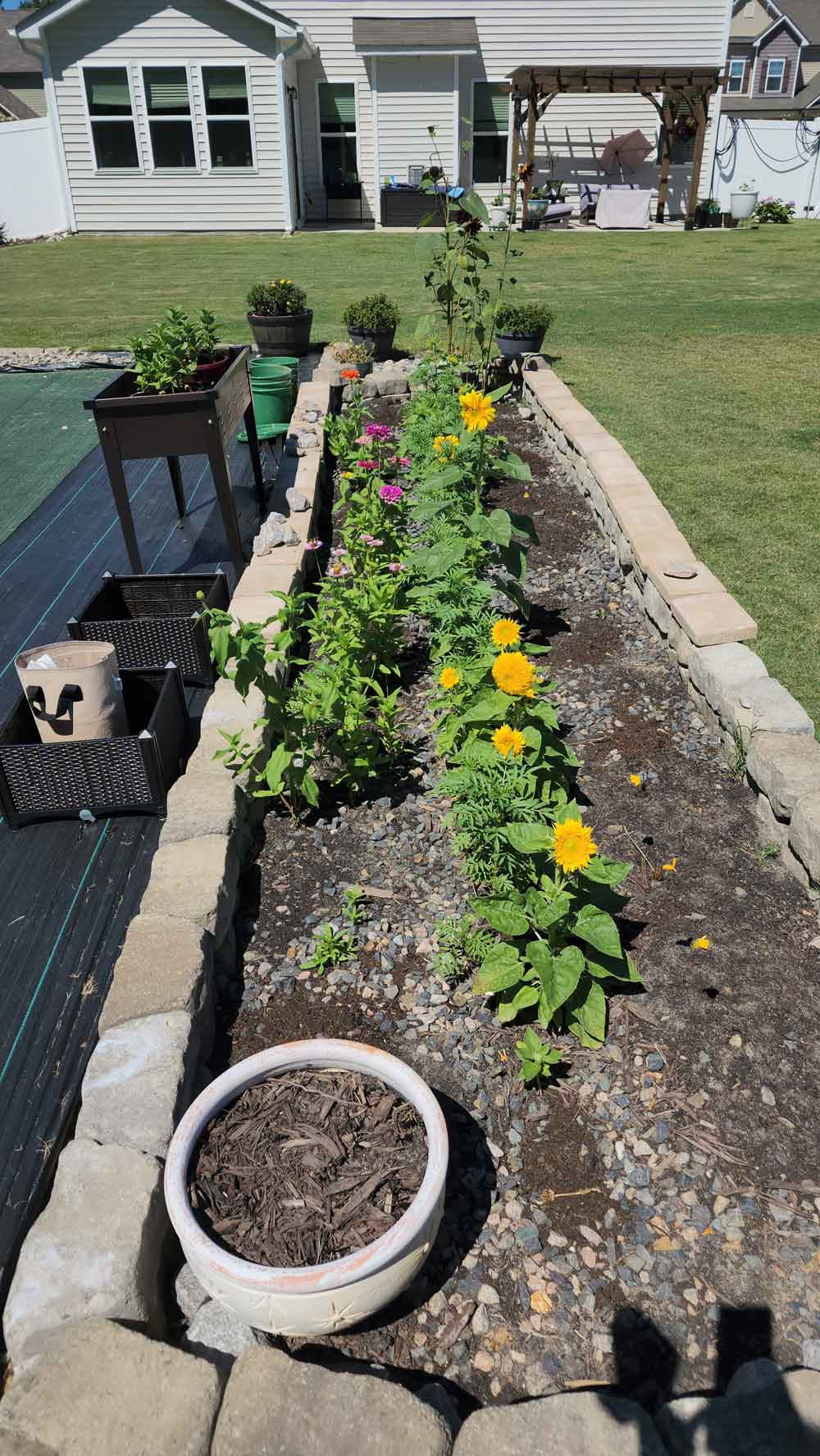 My field of sunflowers and zinnias