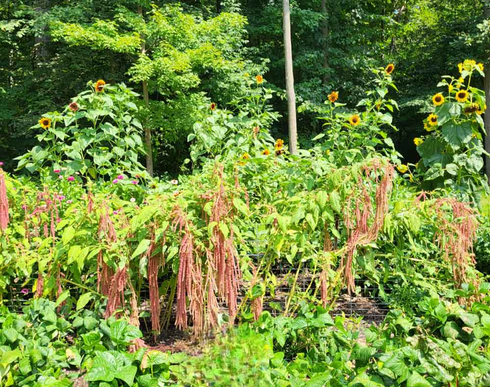 Field of amaranth