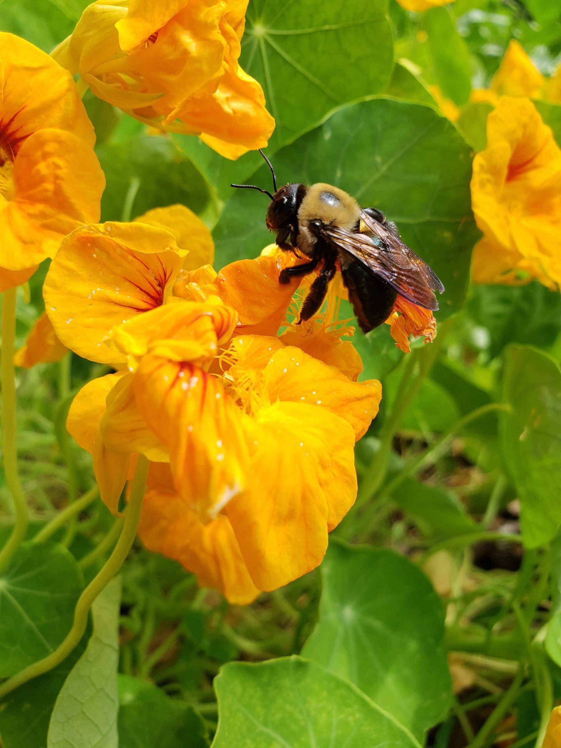 Buzzing about my nasturtium