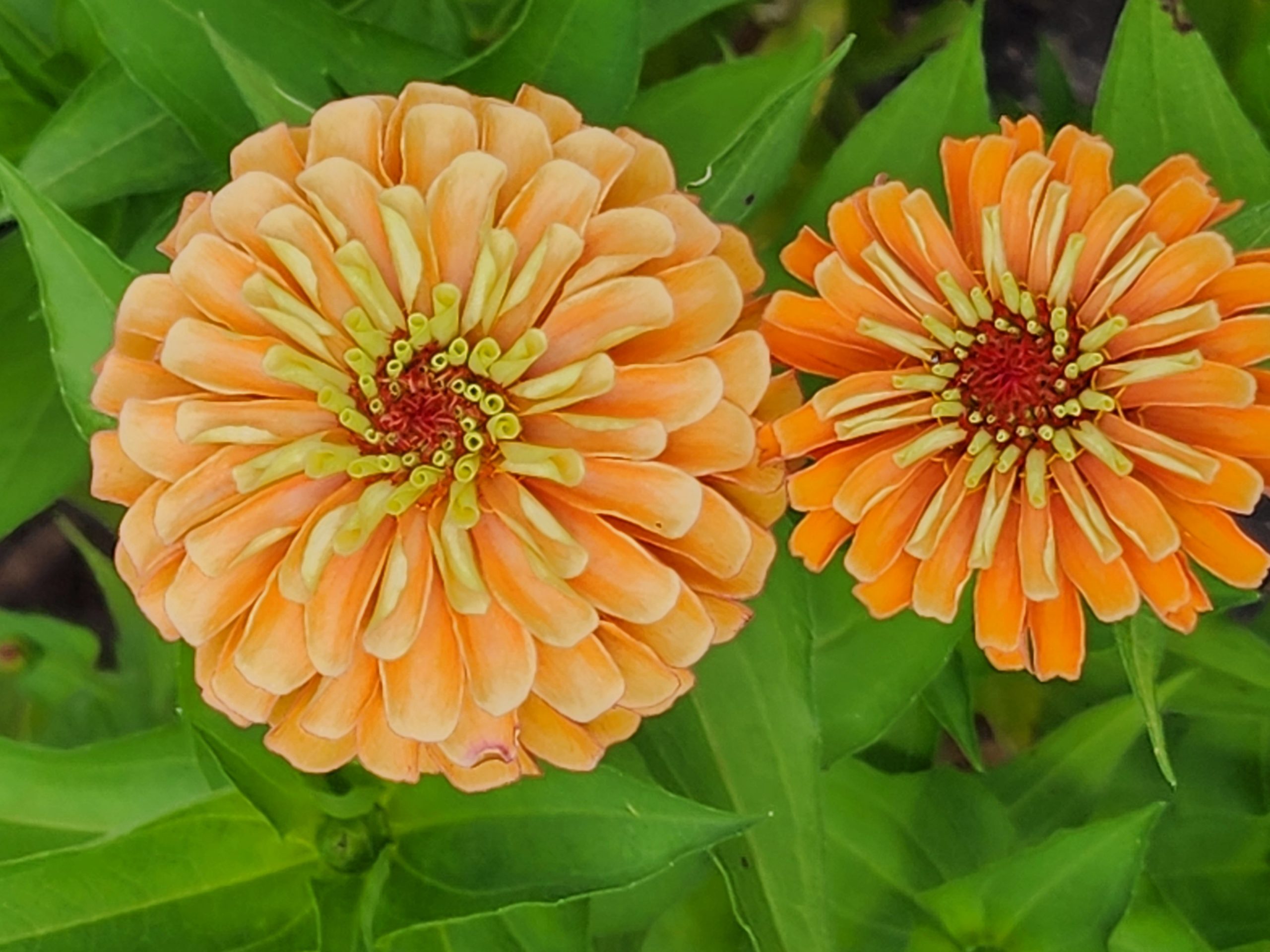 My Queen Lime Zinnias