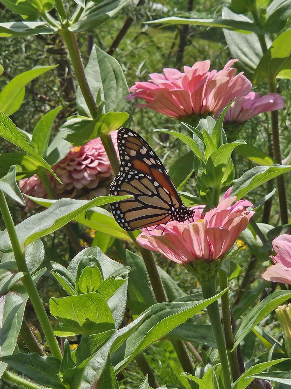 Pink Zinnia