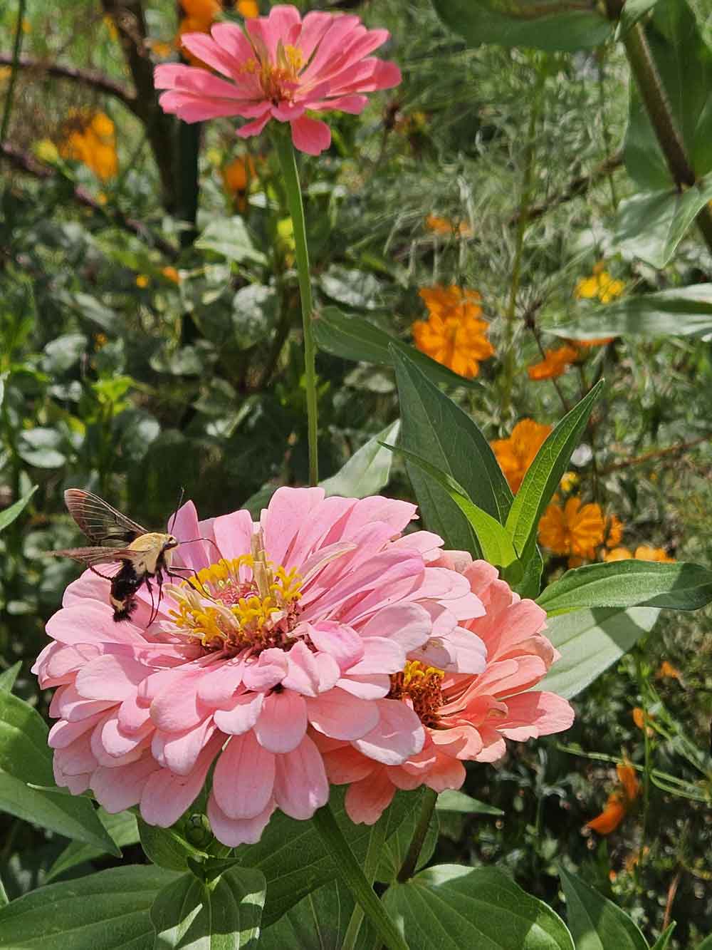 Hummingbird Moth and Zinnia