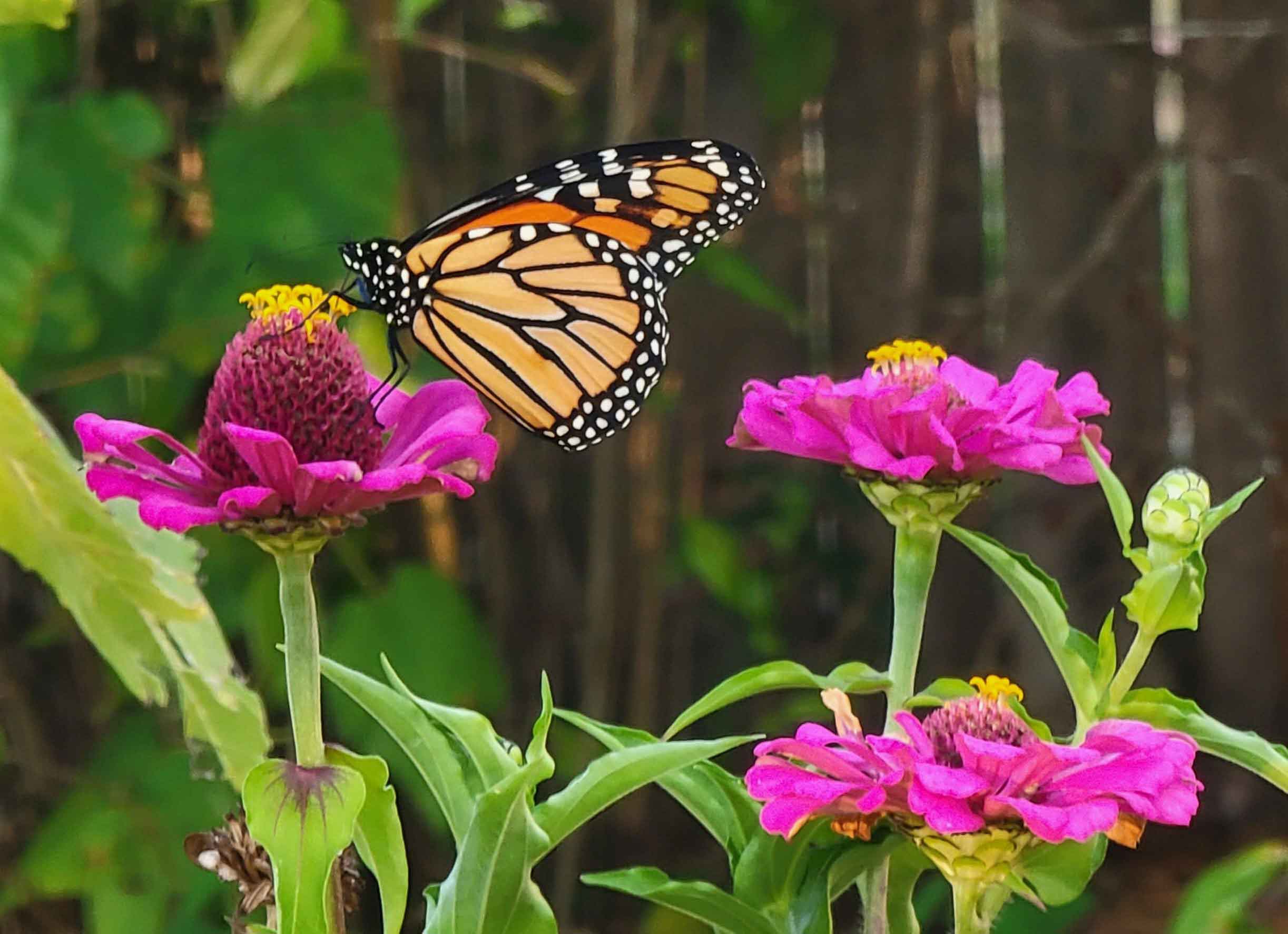 Late Summer Monarch