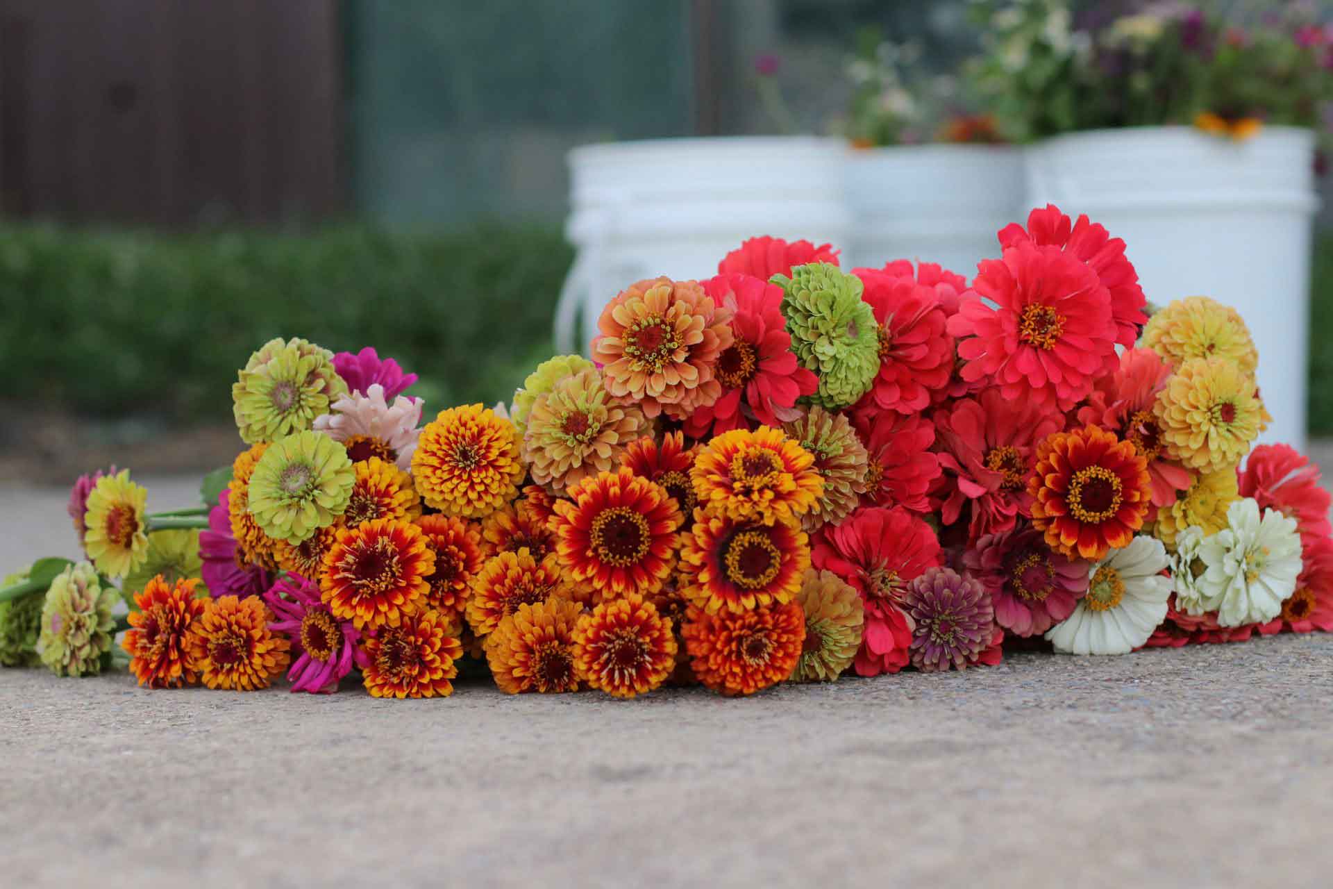 Zinnias