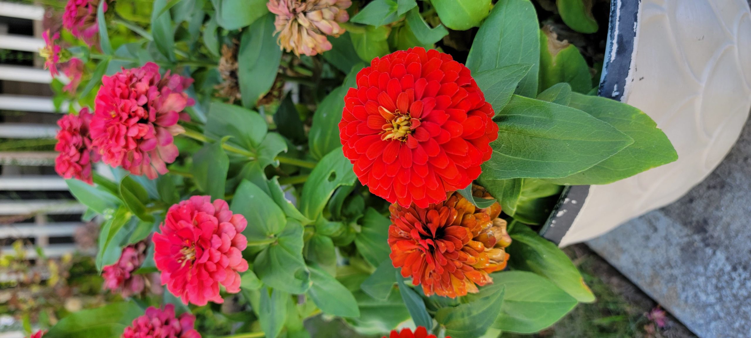 Zinnias in a pot