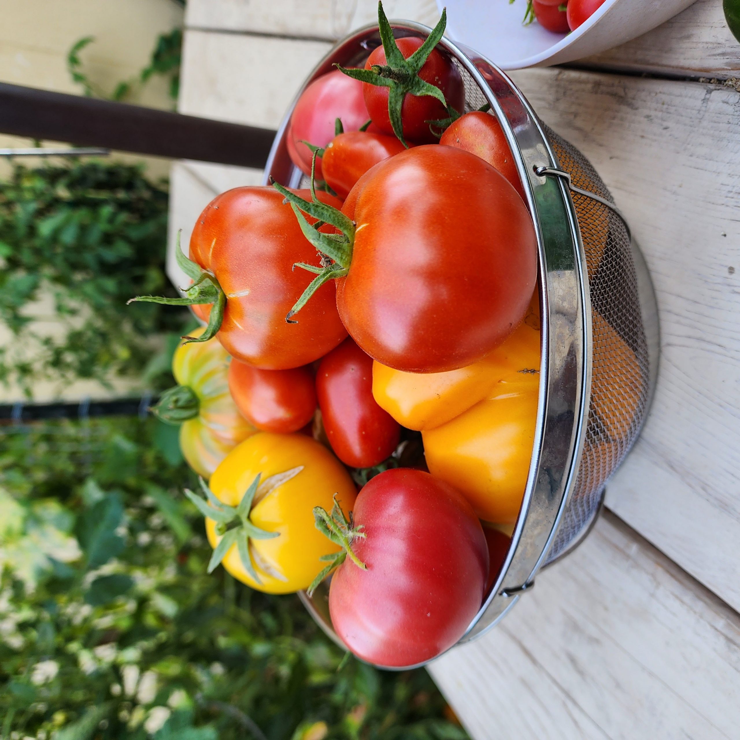 Tomatoes of summer!