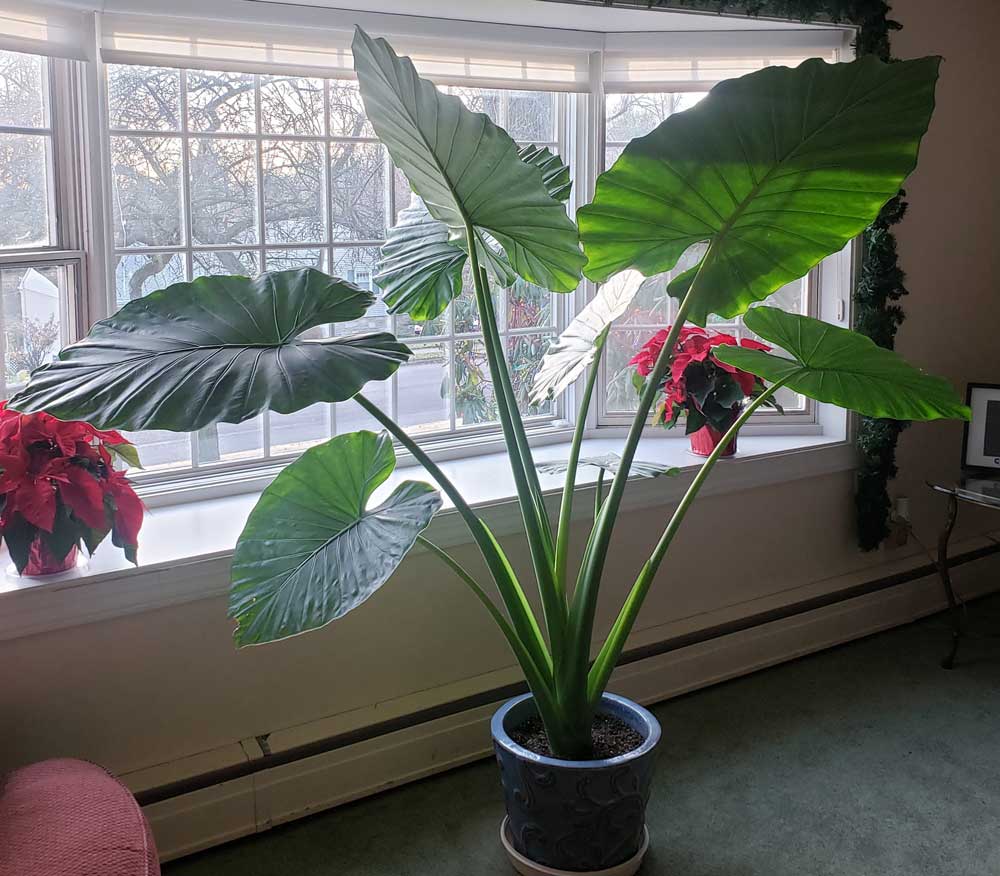 Elephant ear beauty