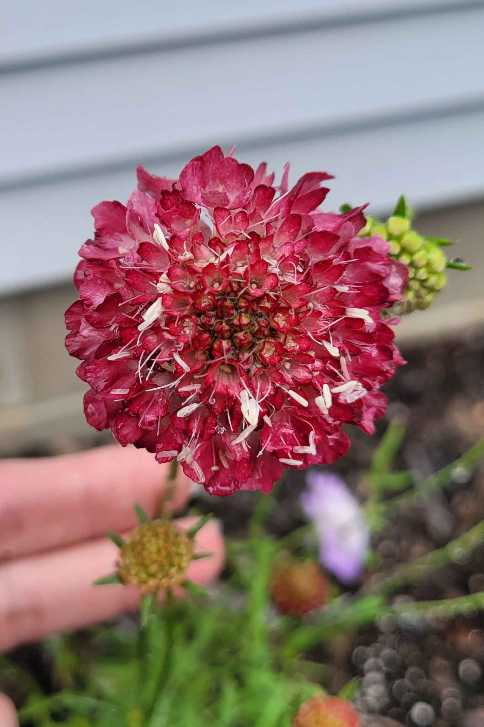 Lovely Scabiosa