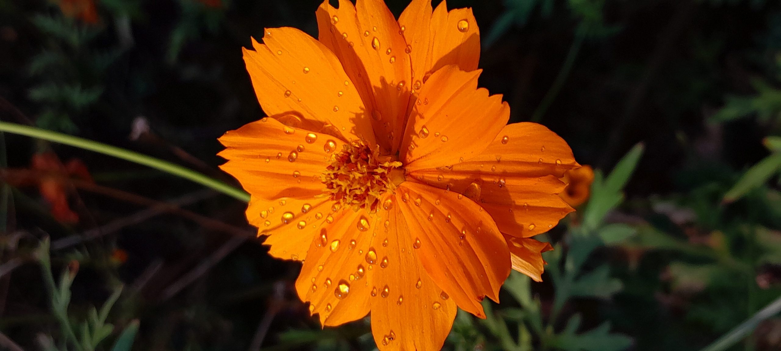 my cosmo being pollinated, with some ladybug friends and in the rain