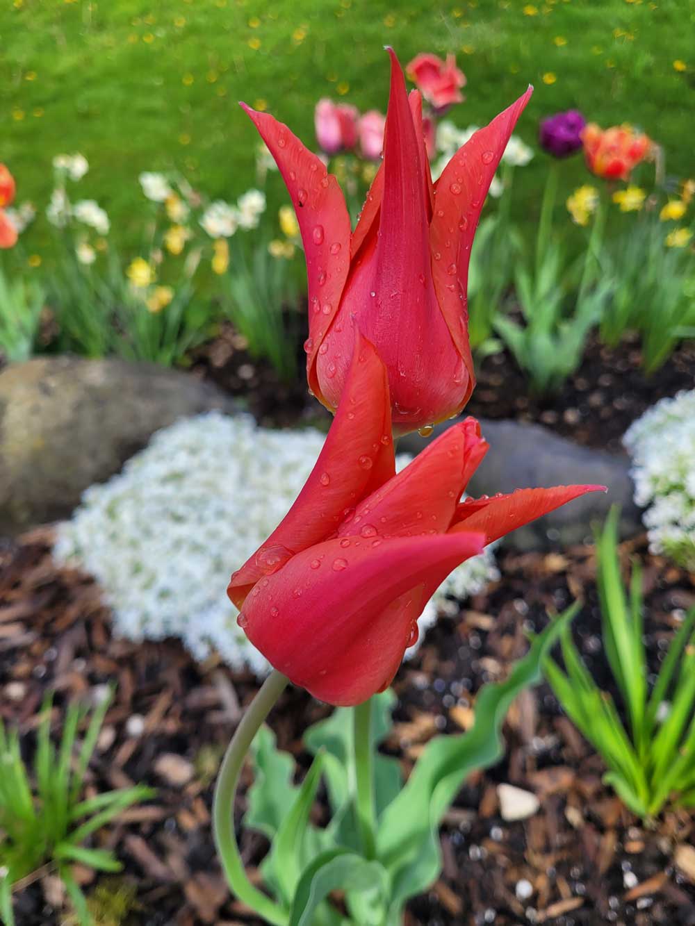 Spring tulips