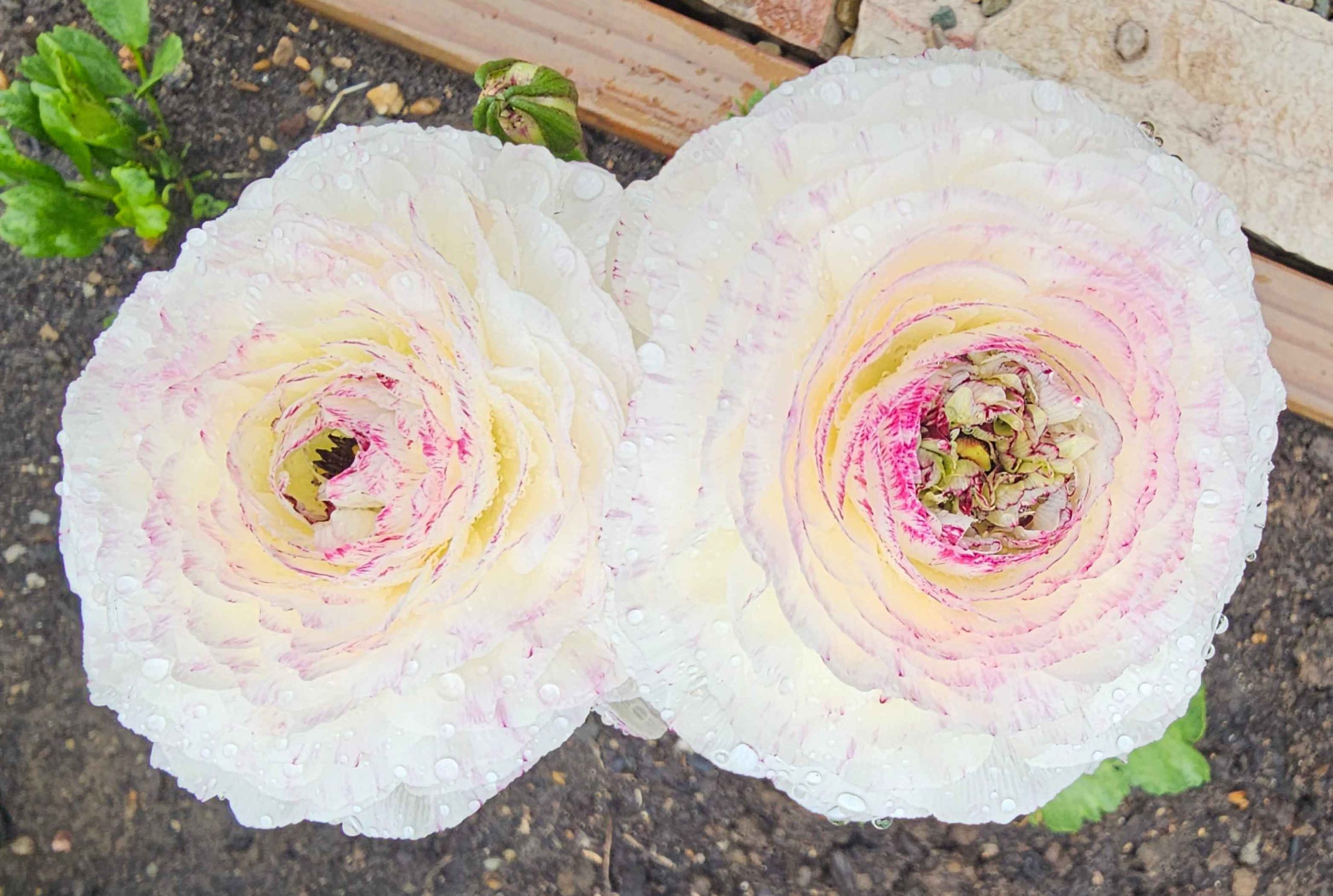 White Picotee Ranunculus