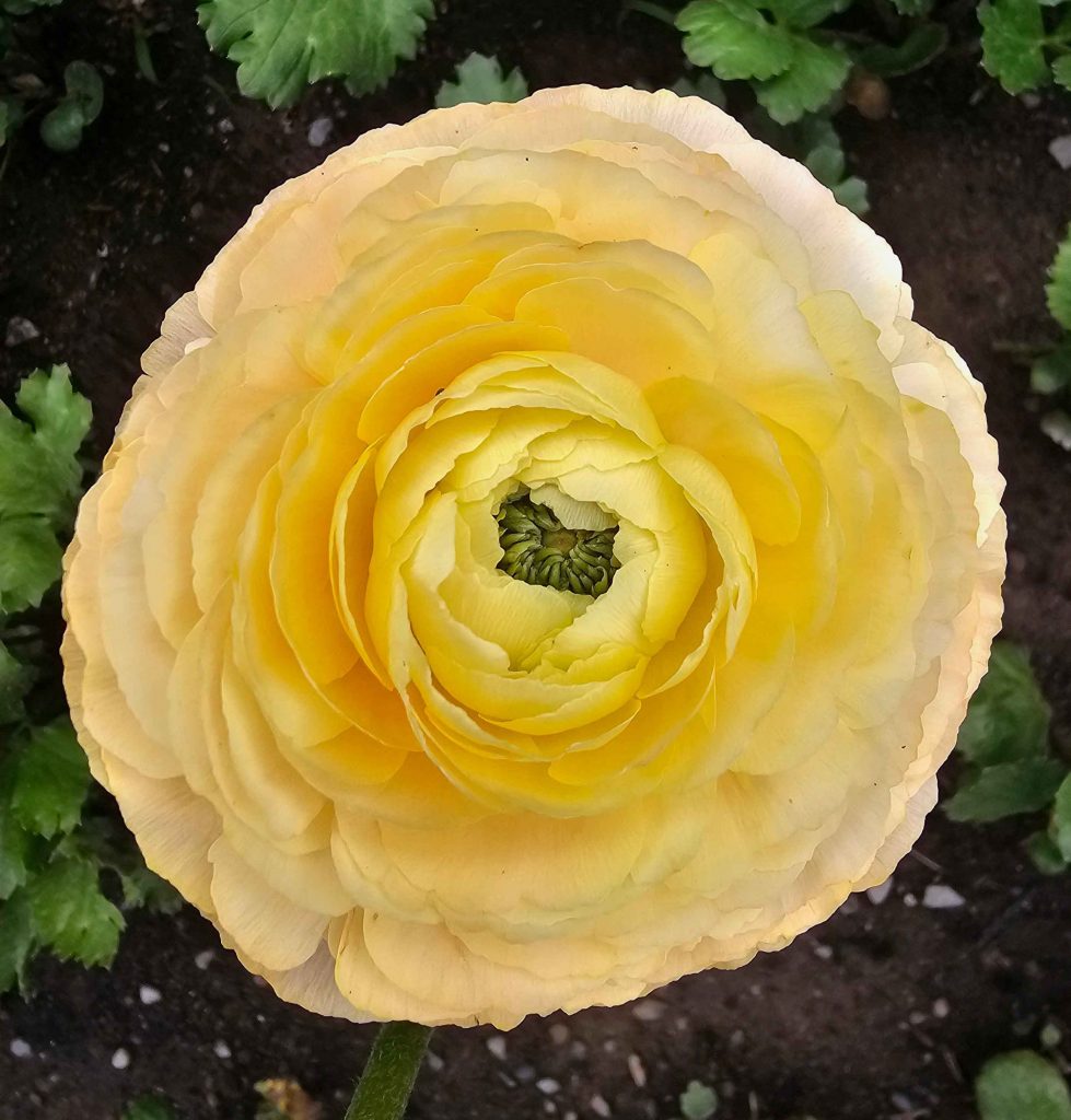 Butter Yellow Ranunculus Buttercup Ranunculus