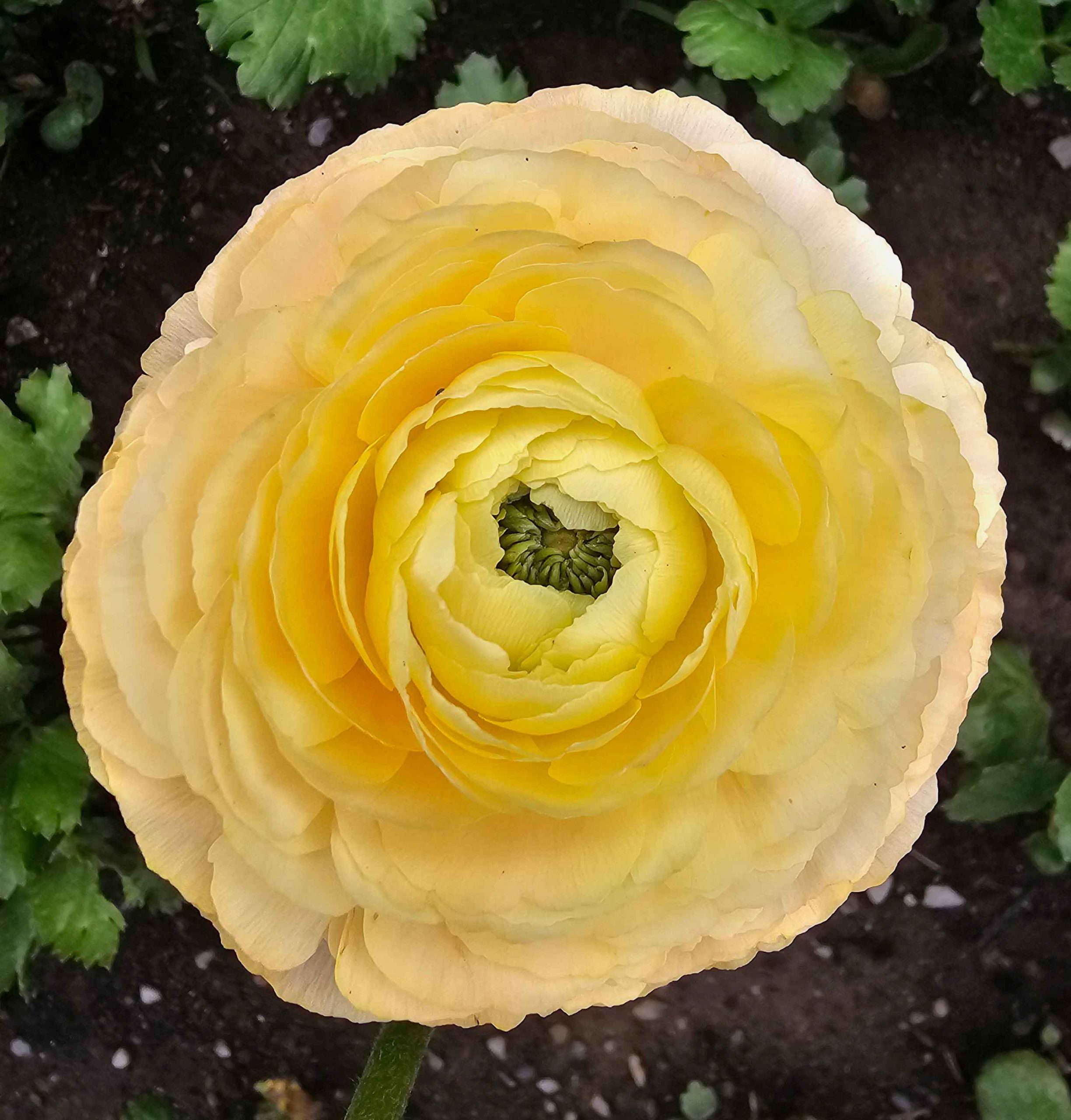 Buttercup Ranunculus