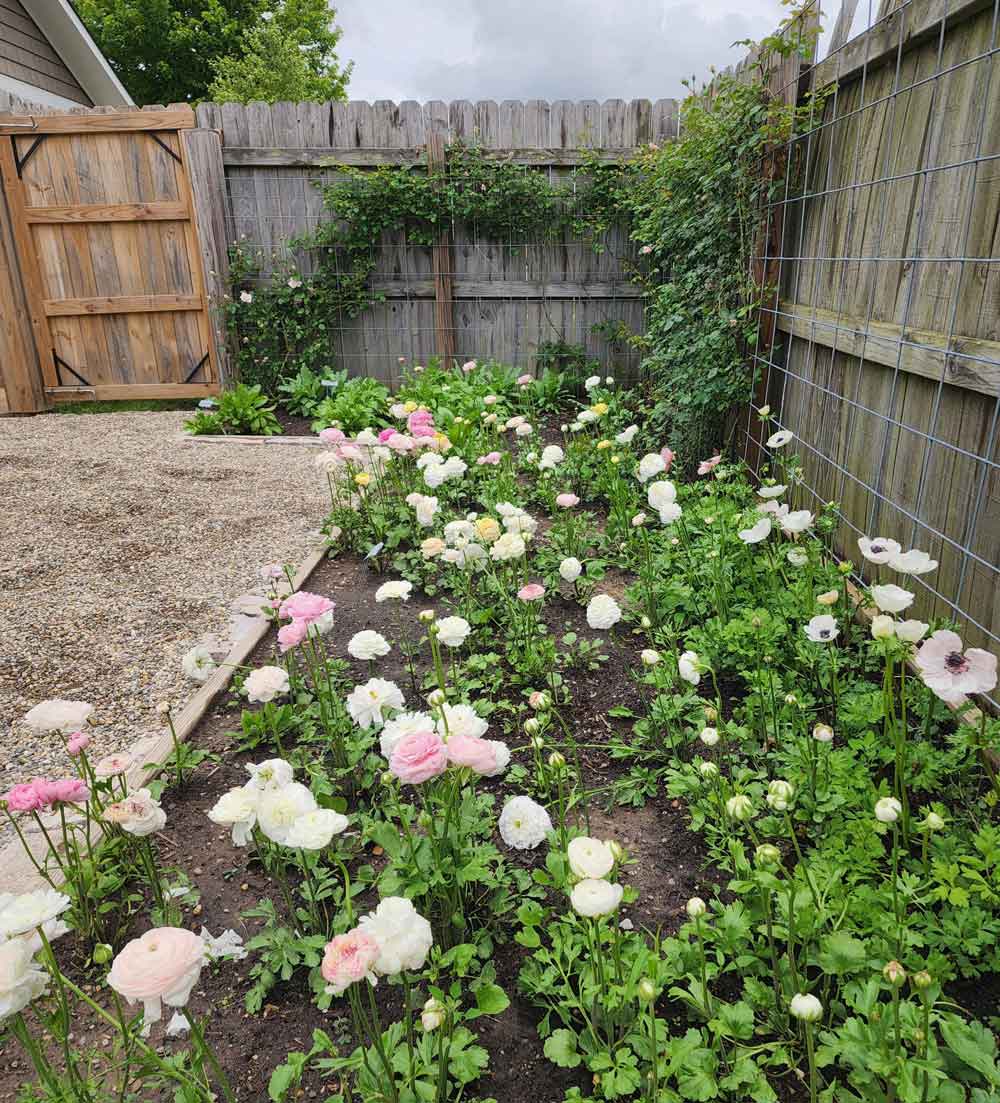 My ranunculus anemone garden