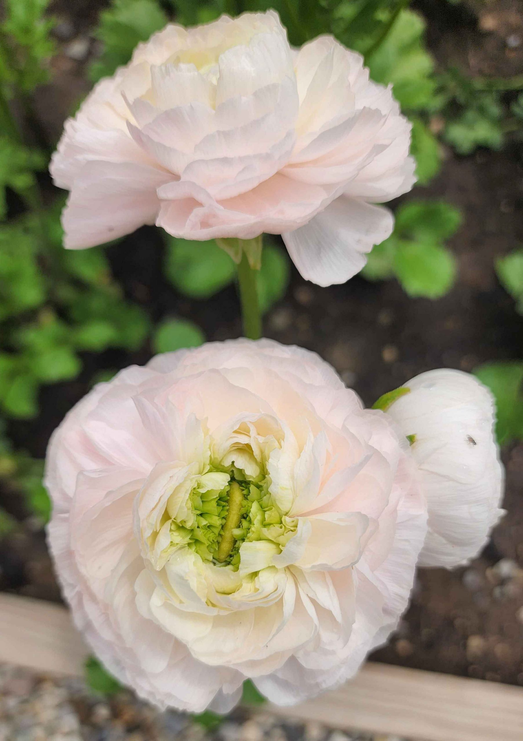 Ranunculus