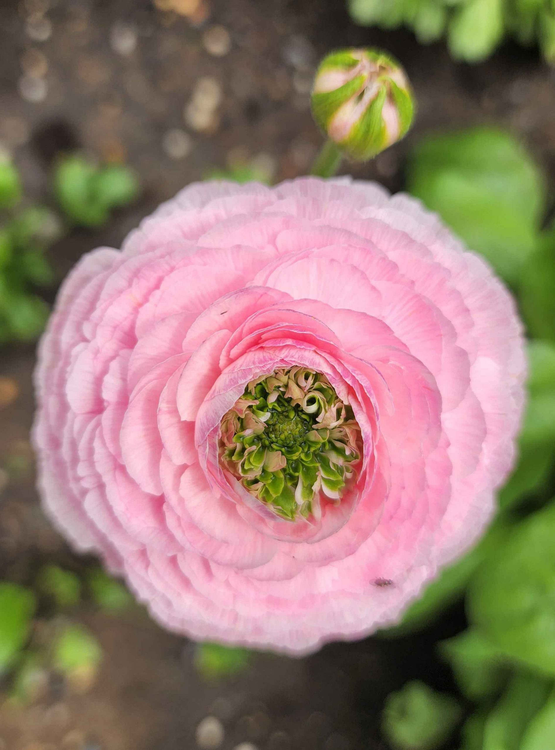 Pink ranunculus