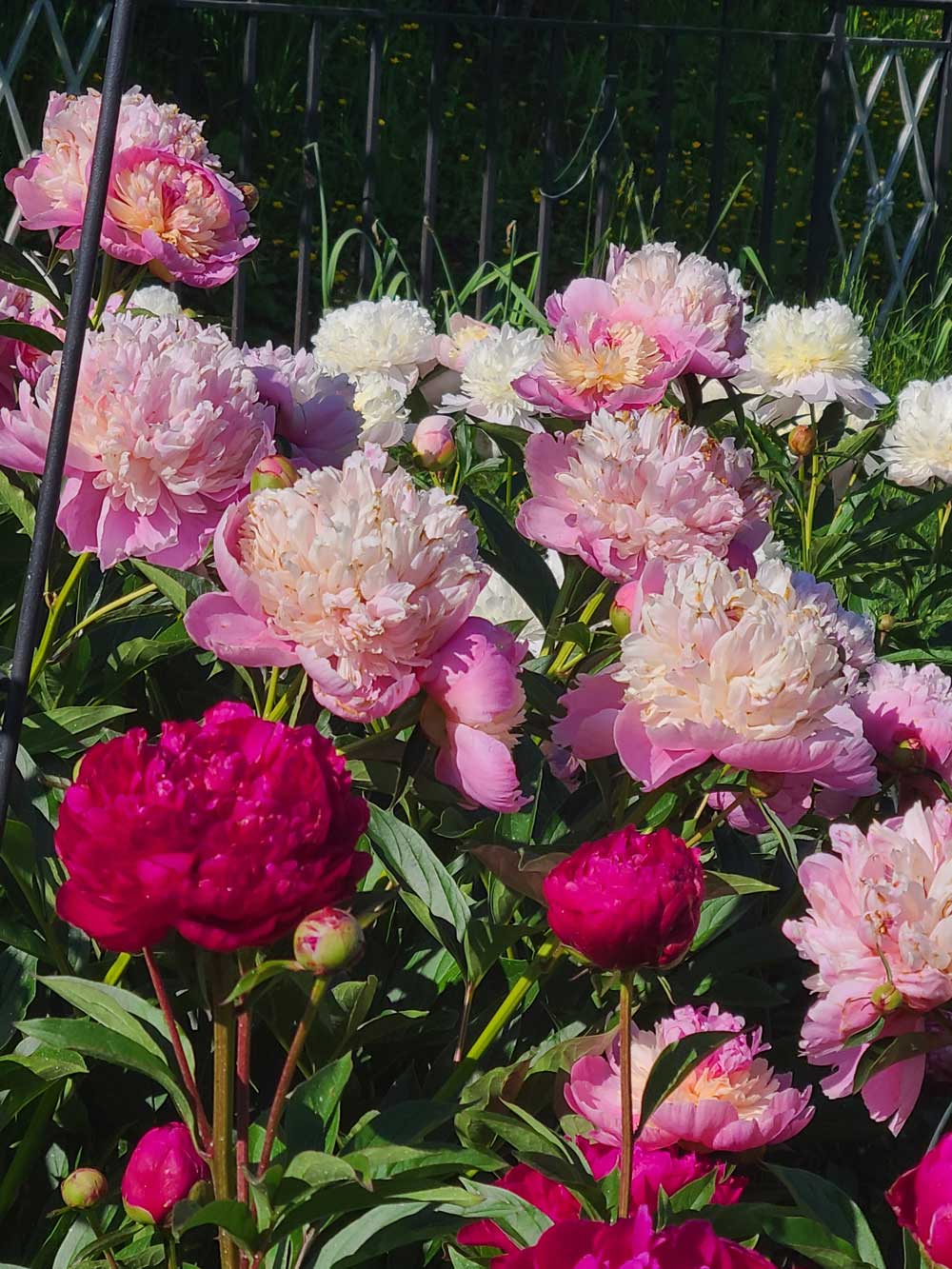 Peony blooms that awaken the senses!