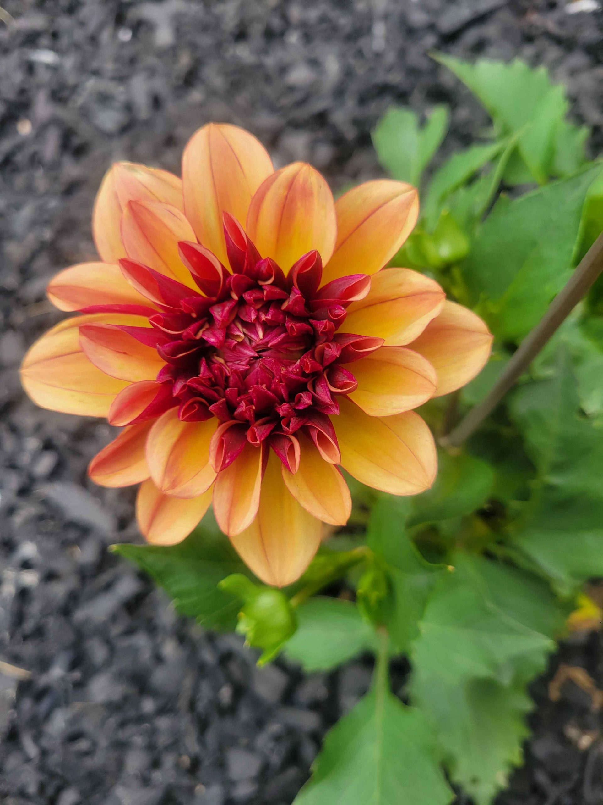 Here comes the Sun (Dahlias)