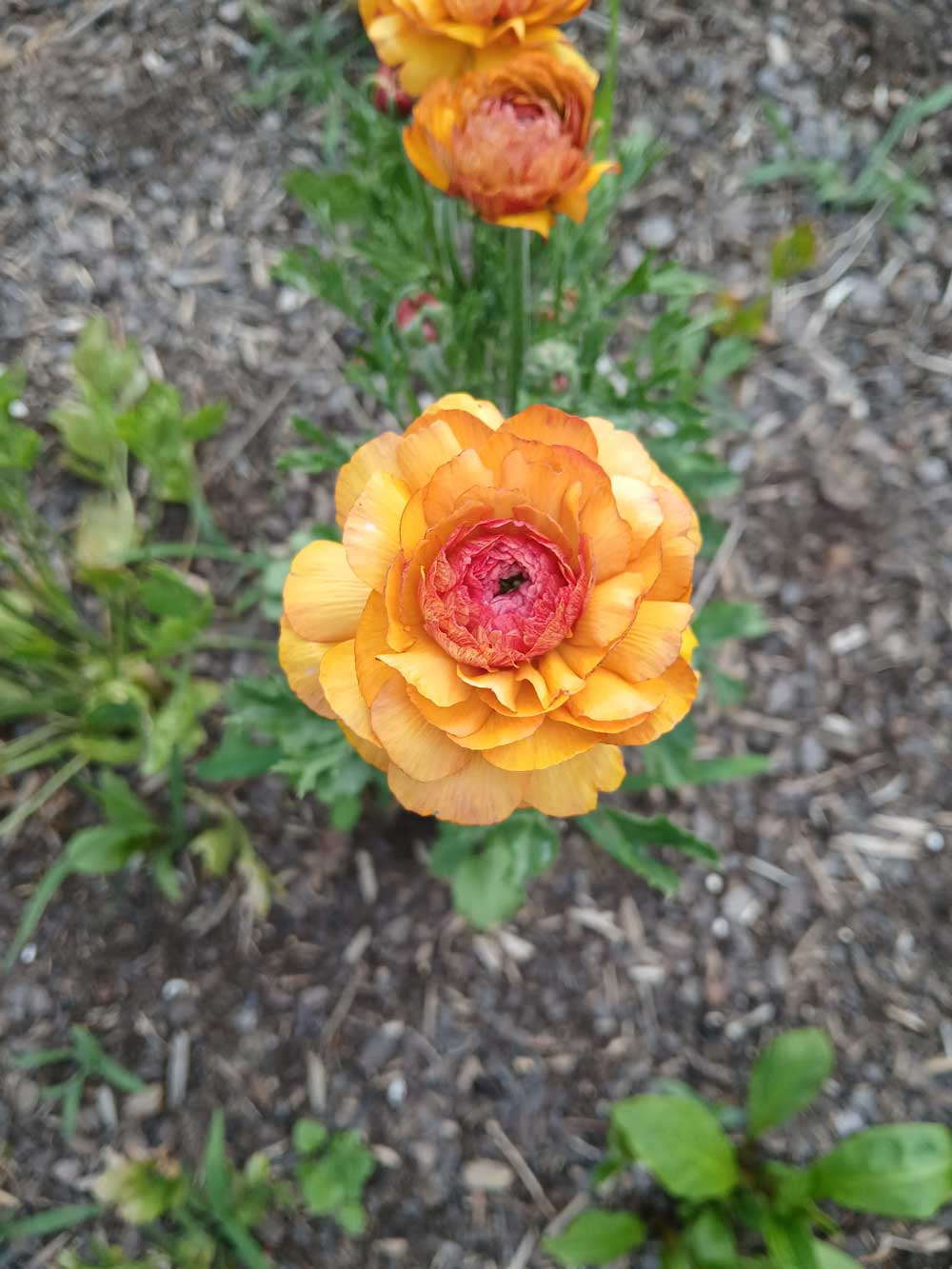 Beautiful Ranunculus!