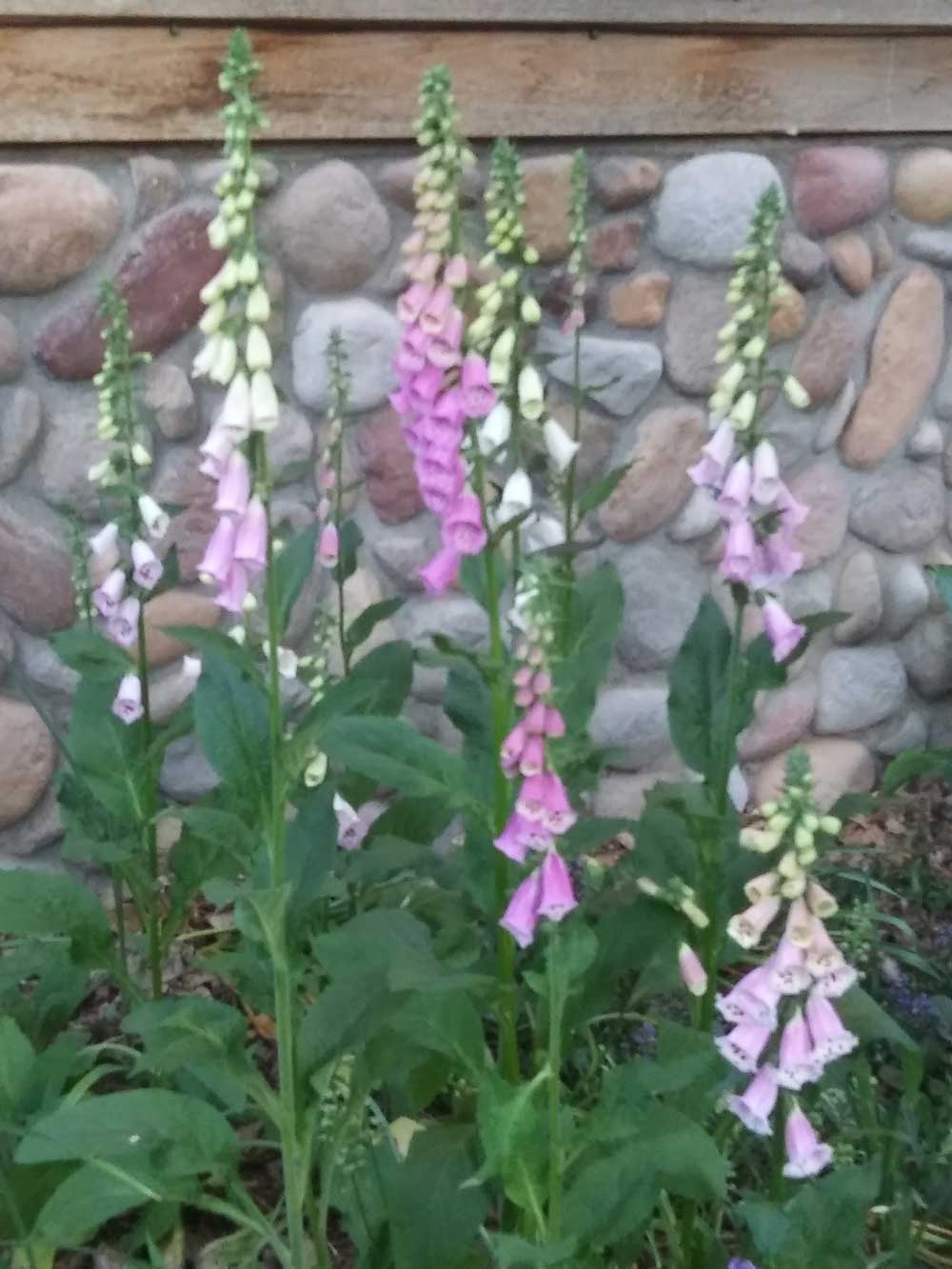 Foxgloves I started