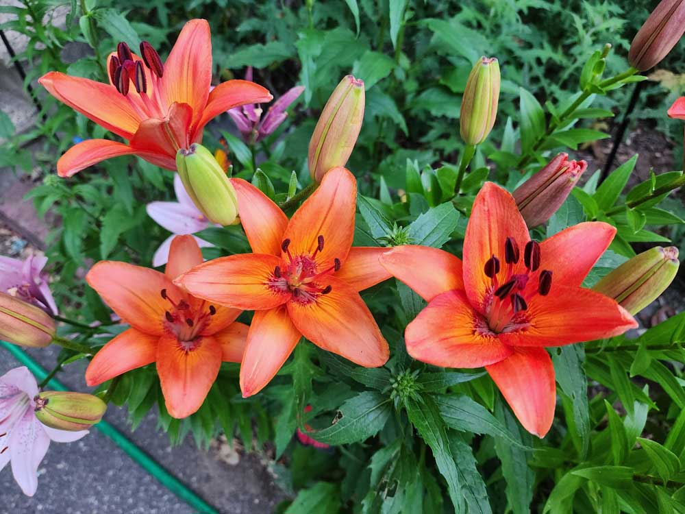 Lovely Lilies in my Lily Garden