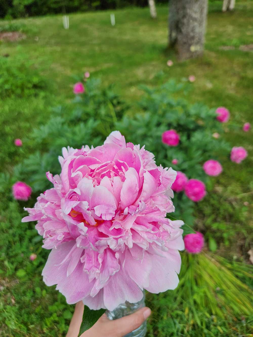 First peonies