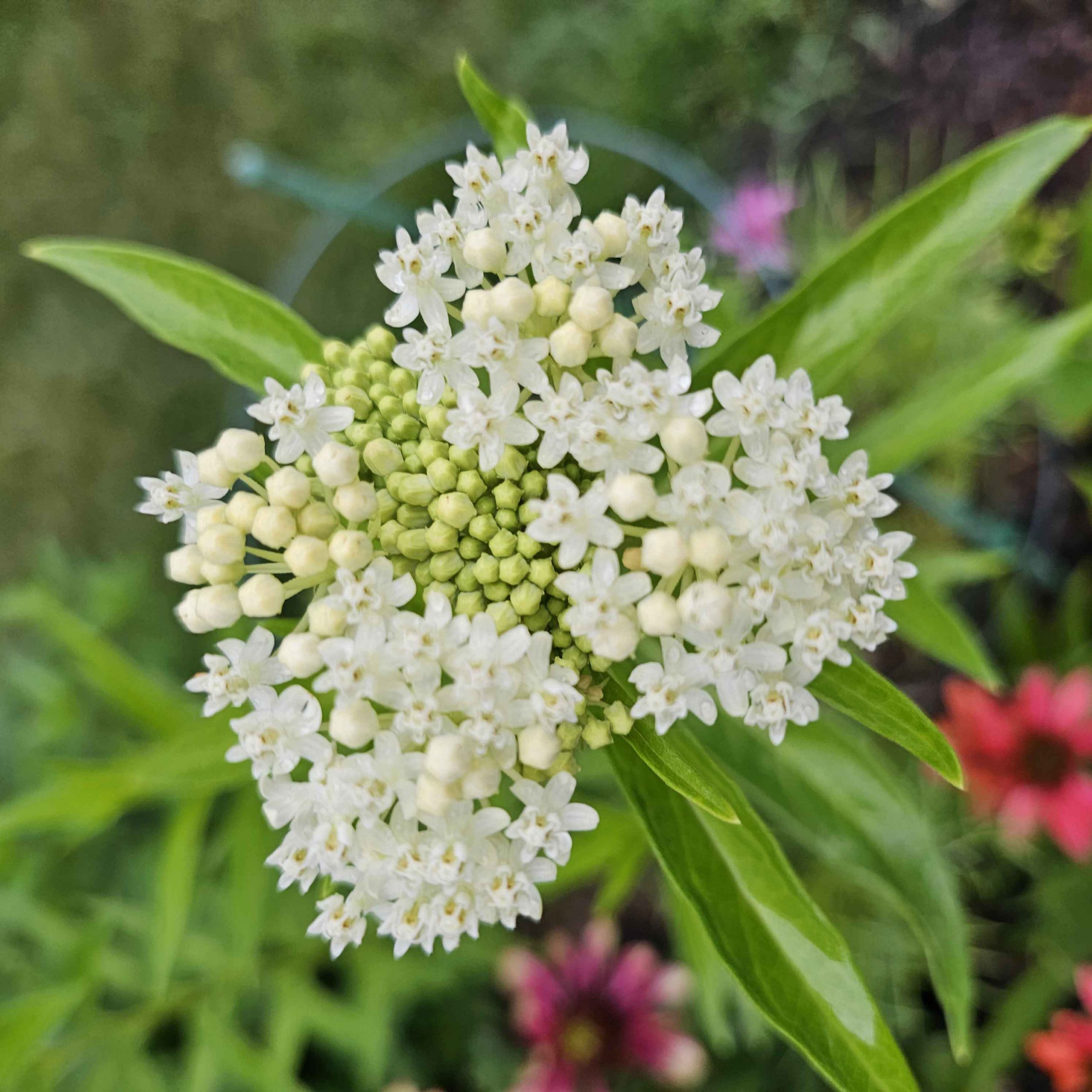 Amazing milkweed!