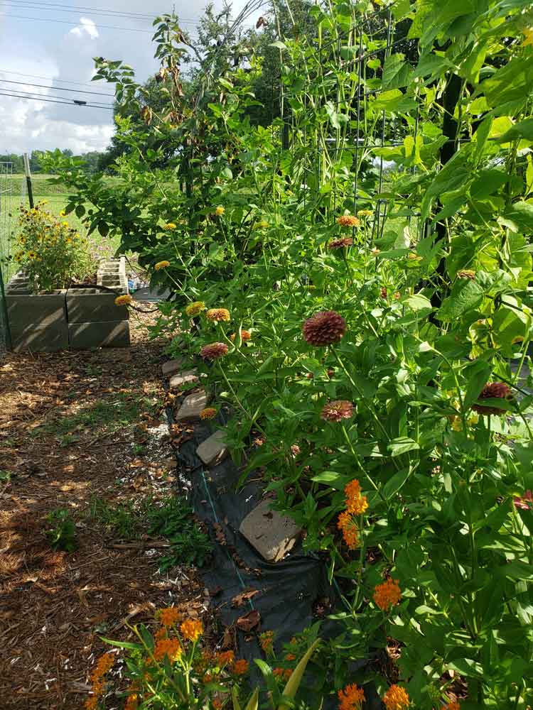 Patch of Zinnias