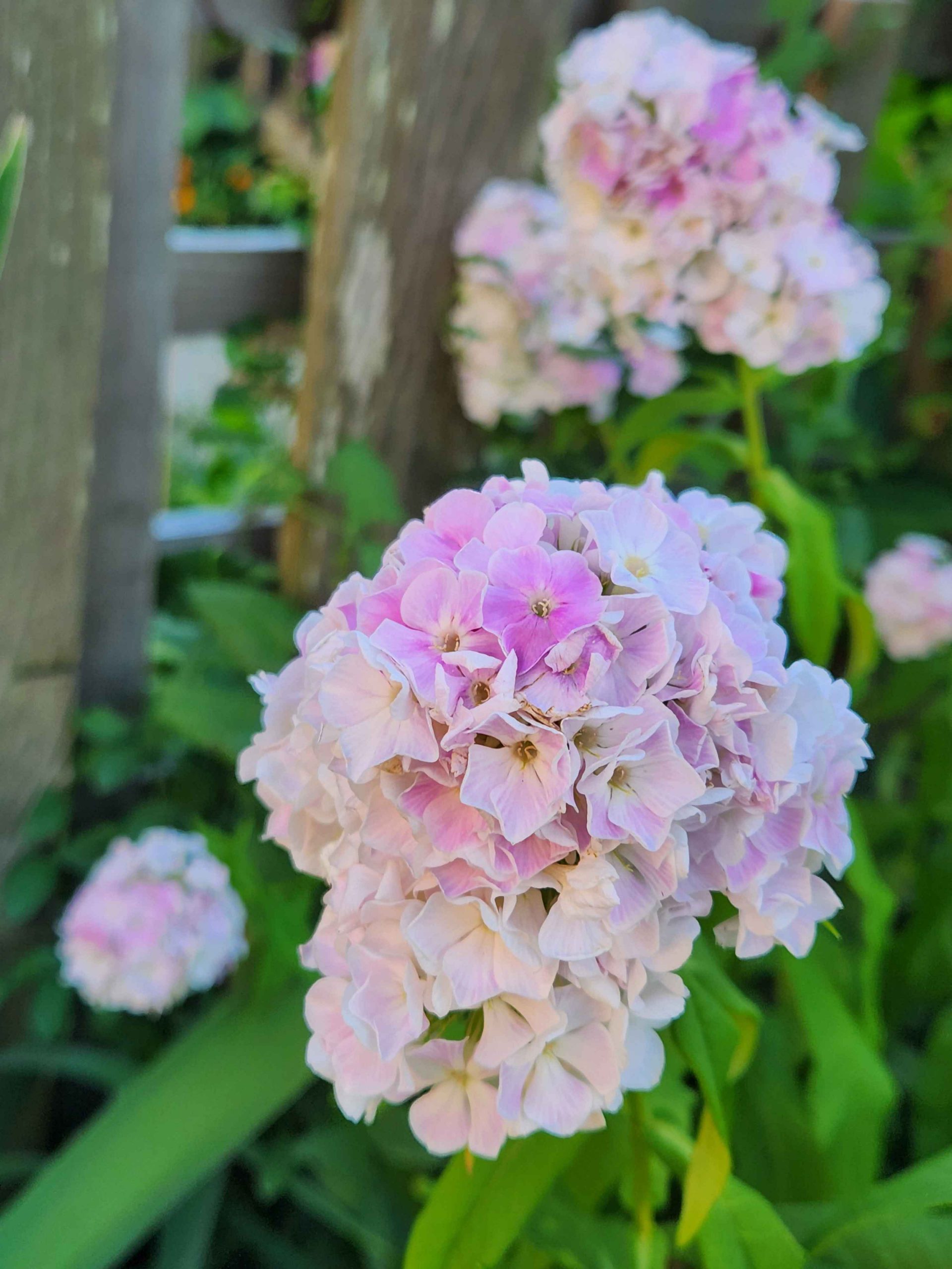 Pillowy piles of pastel phlox