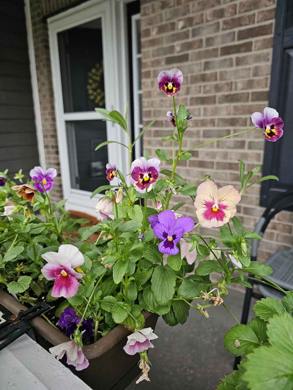 Colorful pansies!