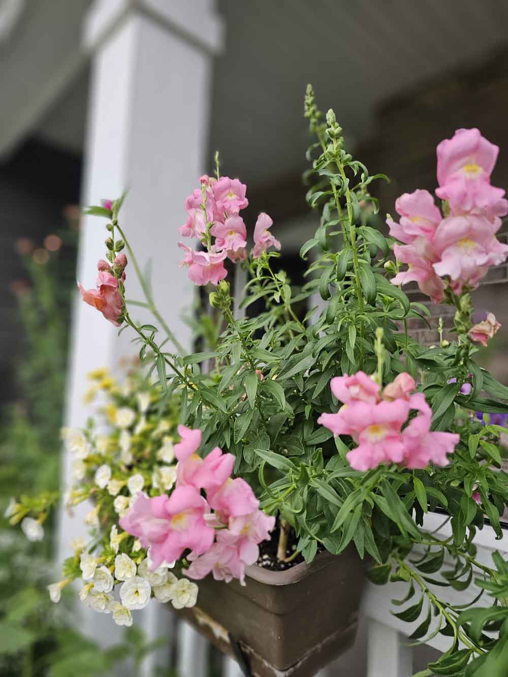 Snapdragons are so prolific!